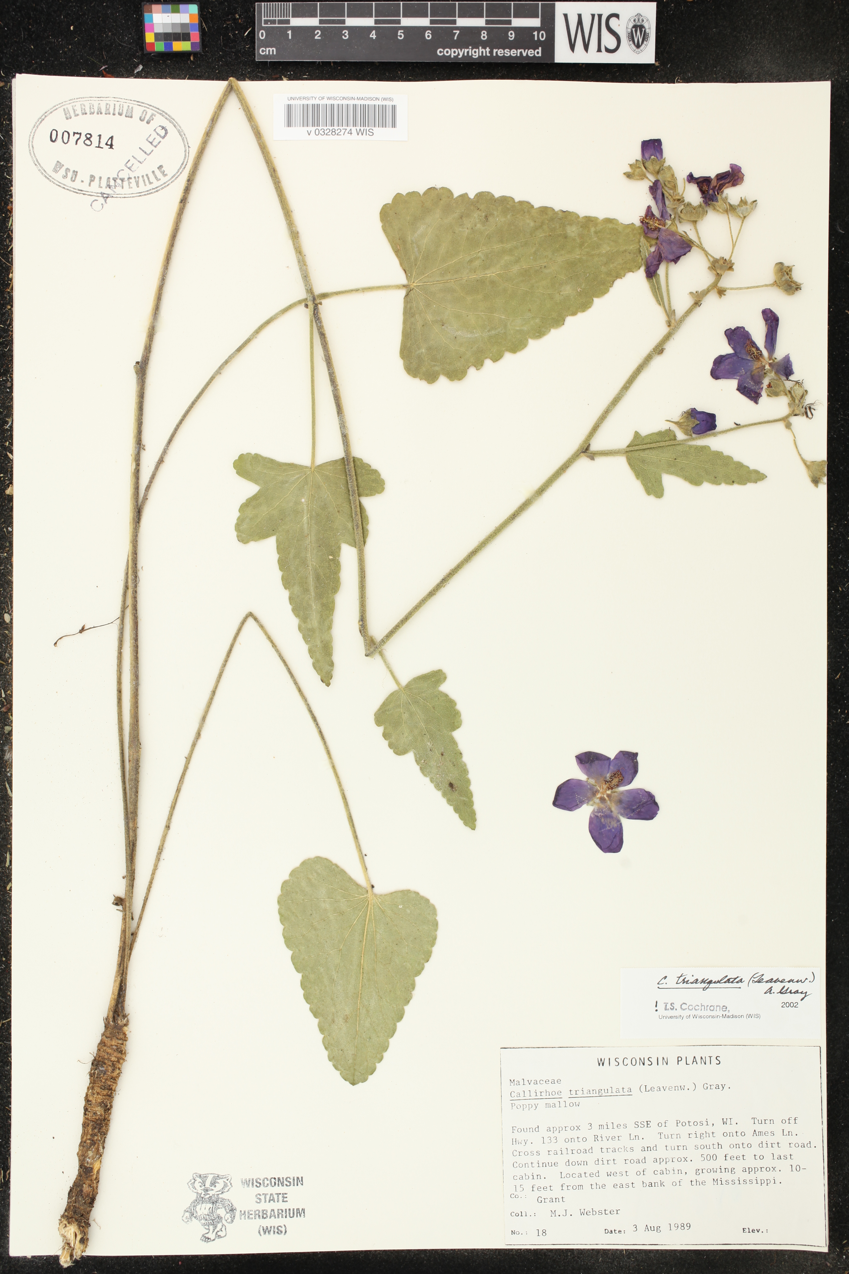 Callirhoe triangulata image