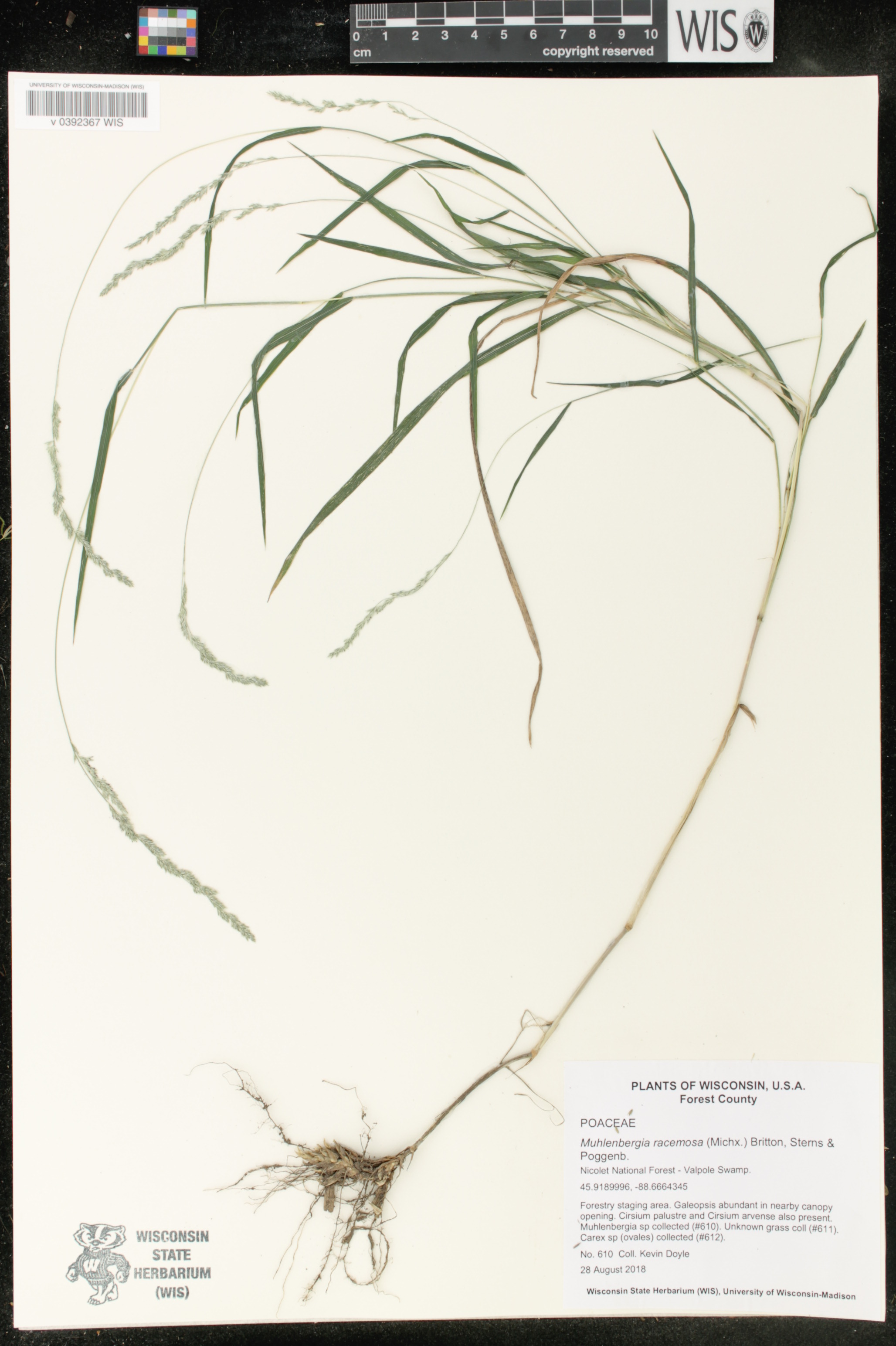 Muhlenbergia racemosa image