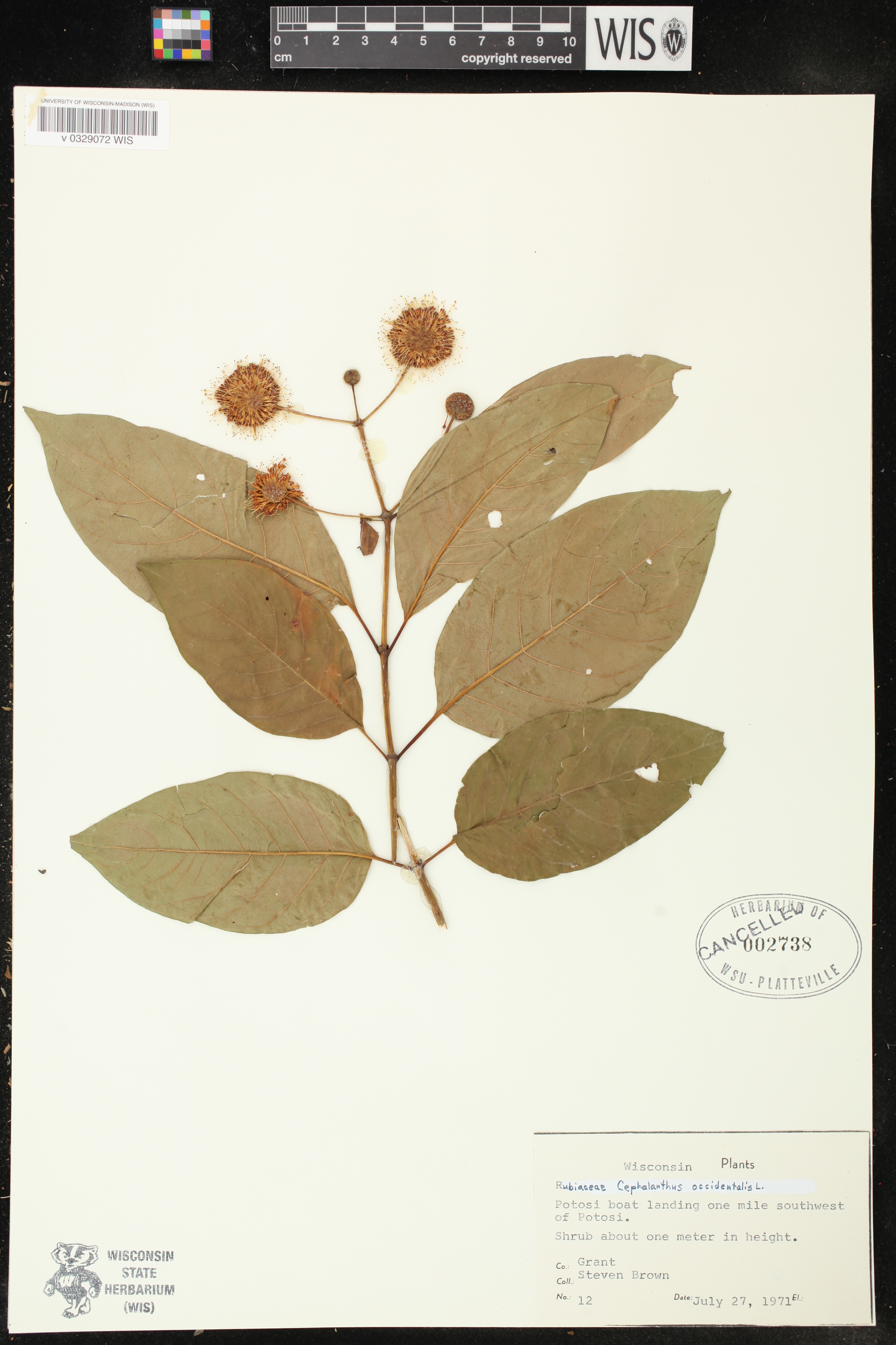 Cephalanthus occidentalis image