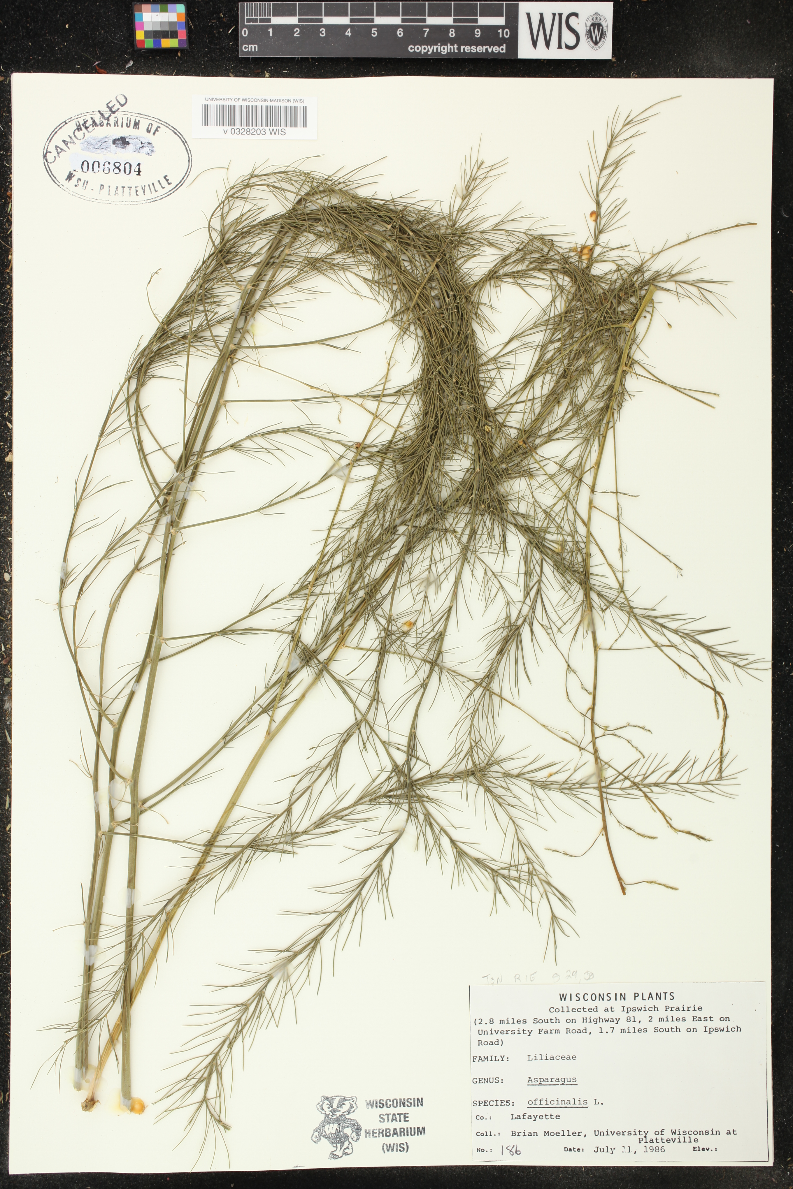 Asparagus officinalis image
