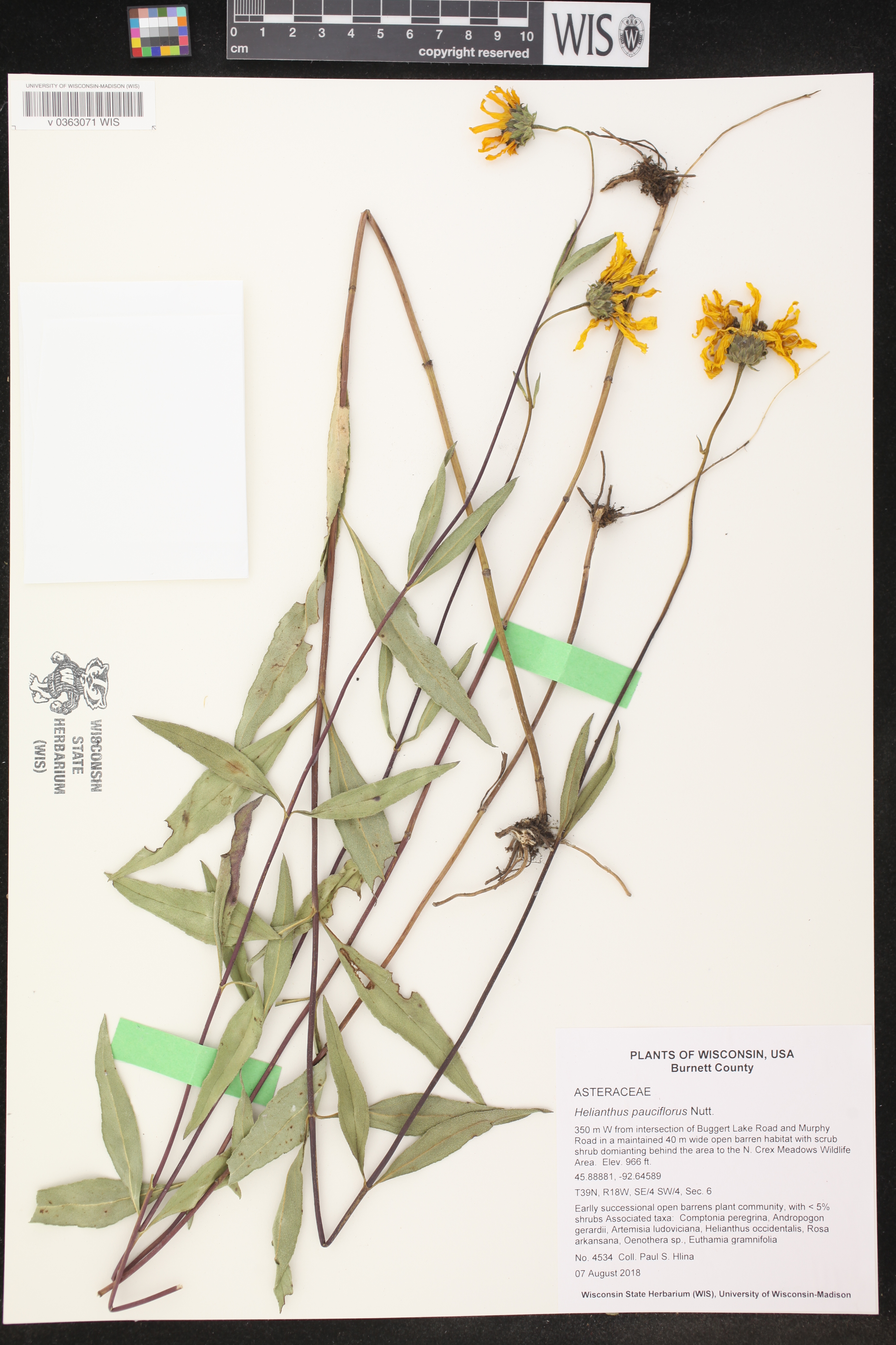 Helianthus pauciflorus image