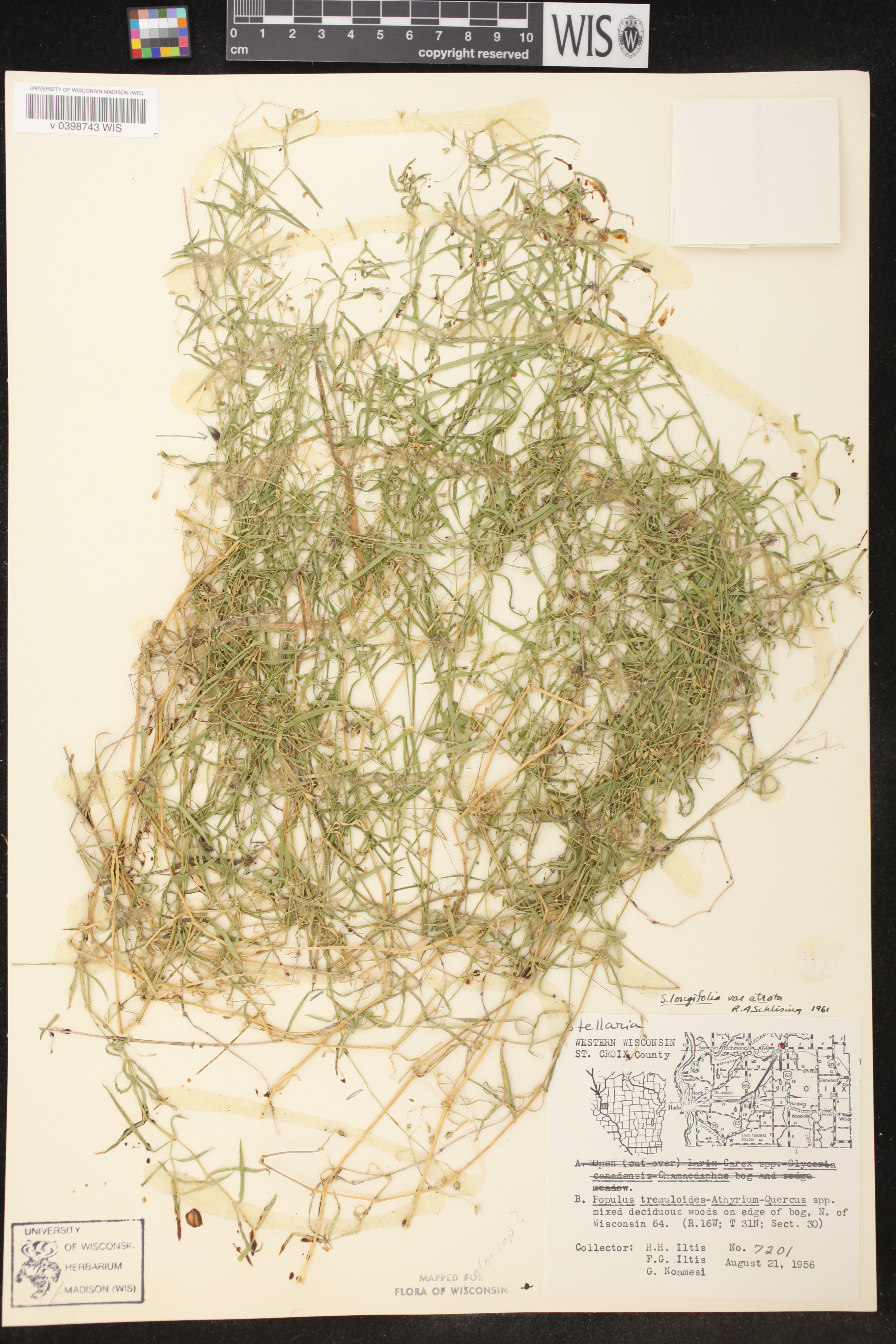 Stellaria longifolia image