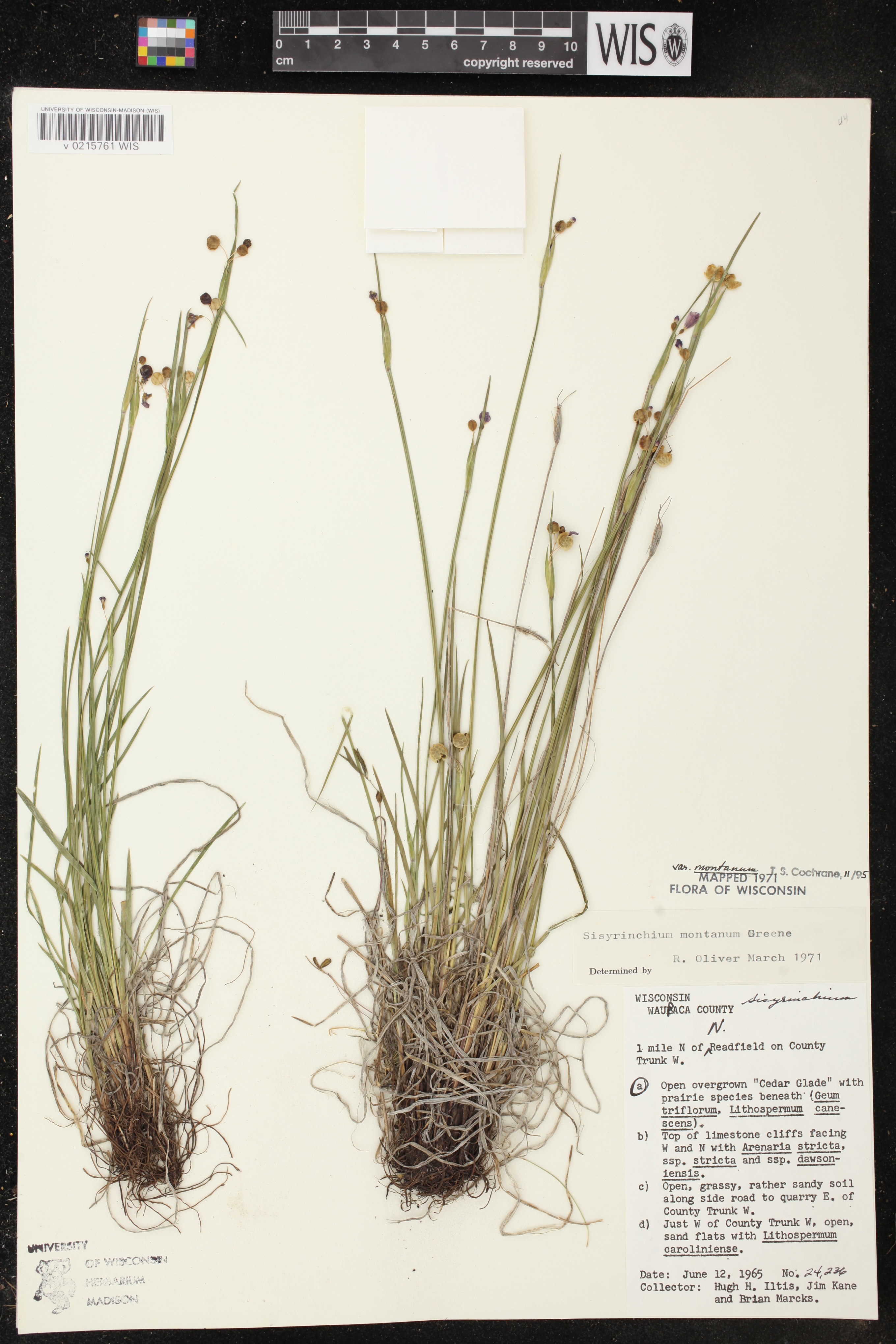 Sisyrinchium montanum image
