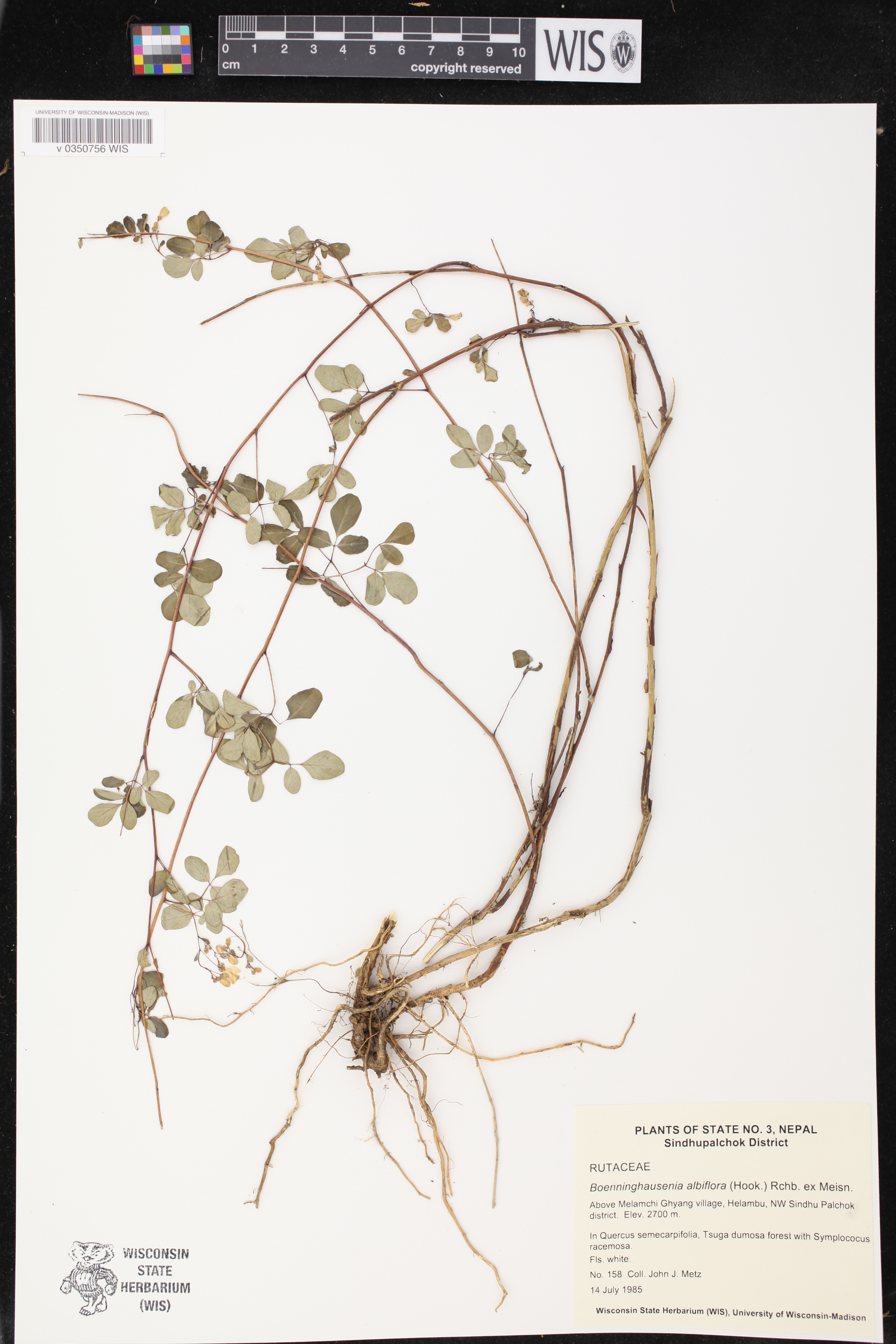 Boenninghausenia albiflora image