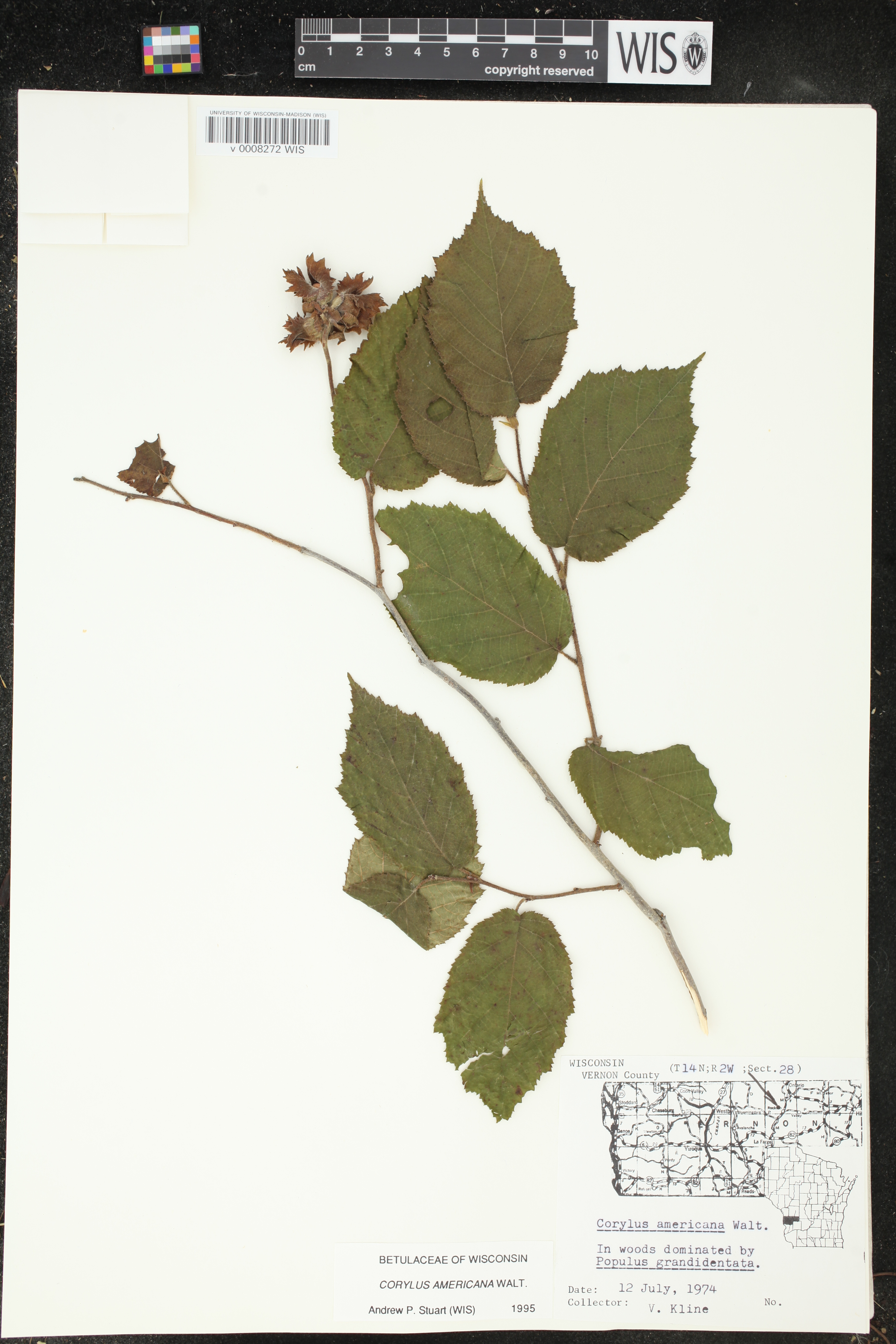 Corylus americana image