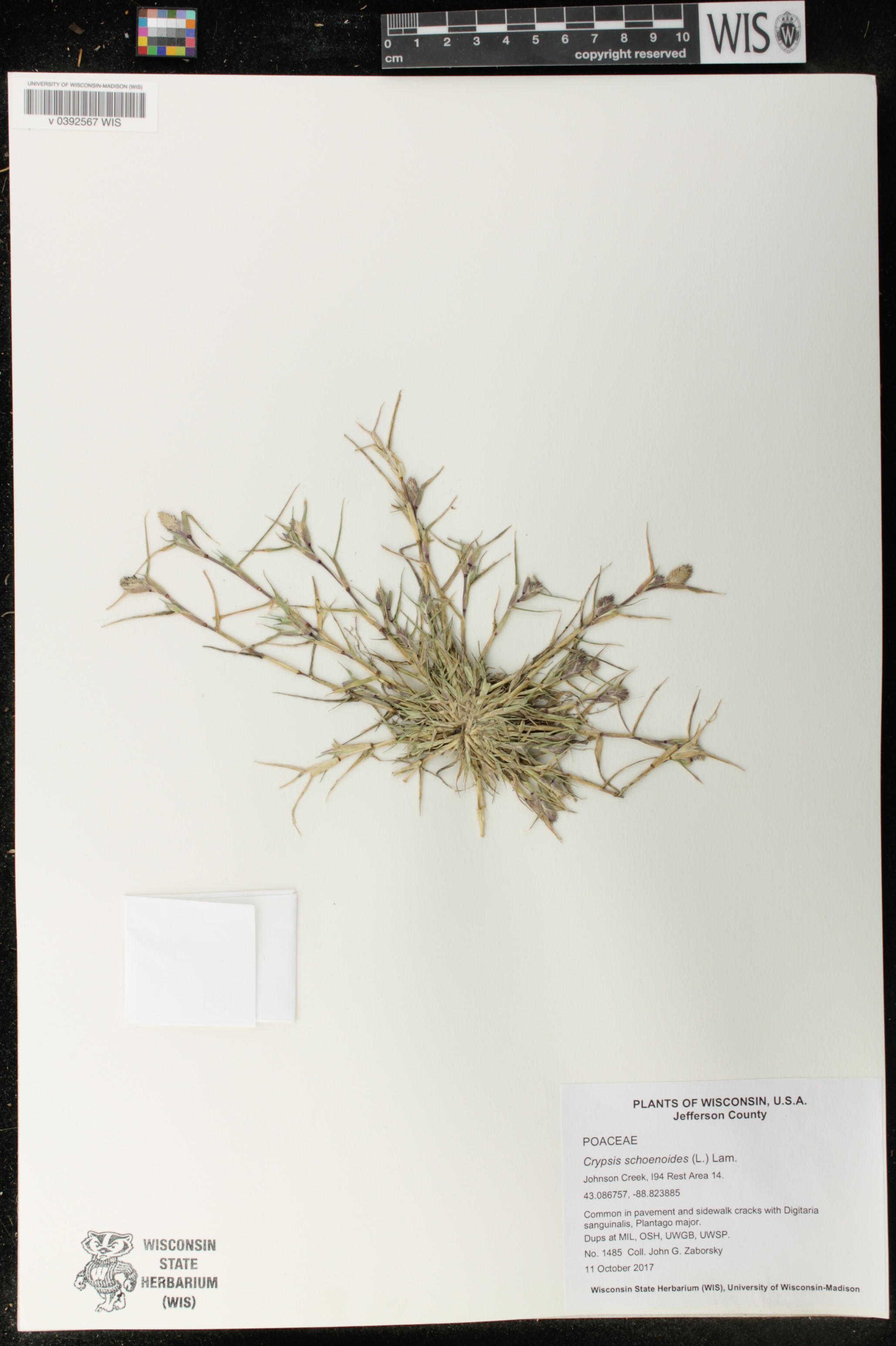 Crypsis schoenoides image
