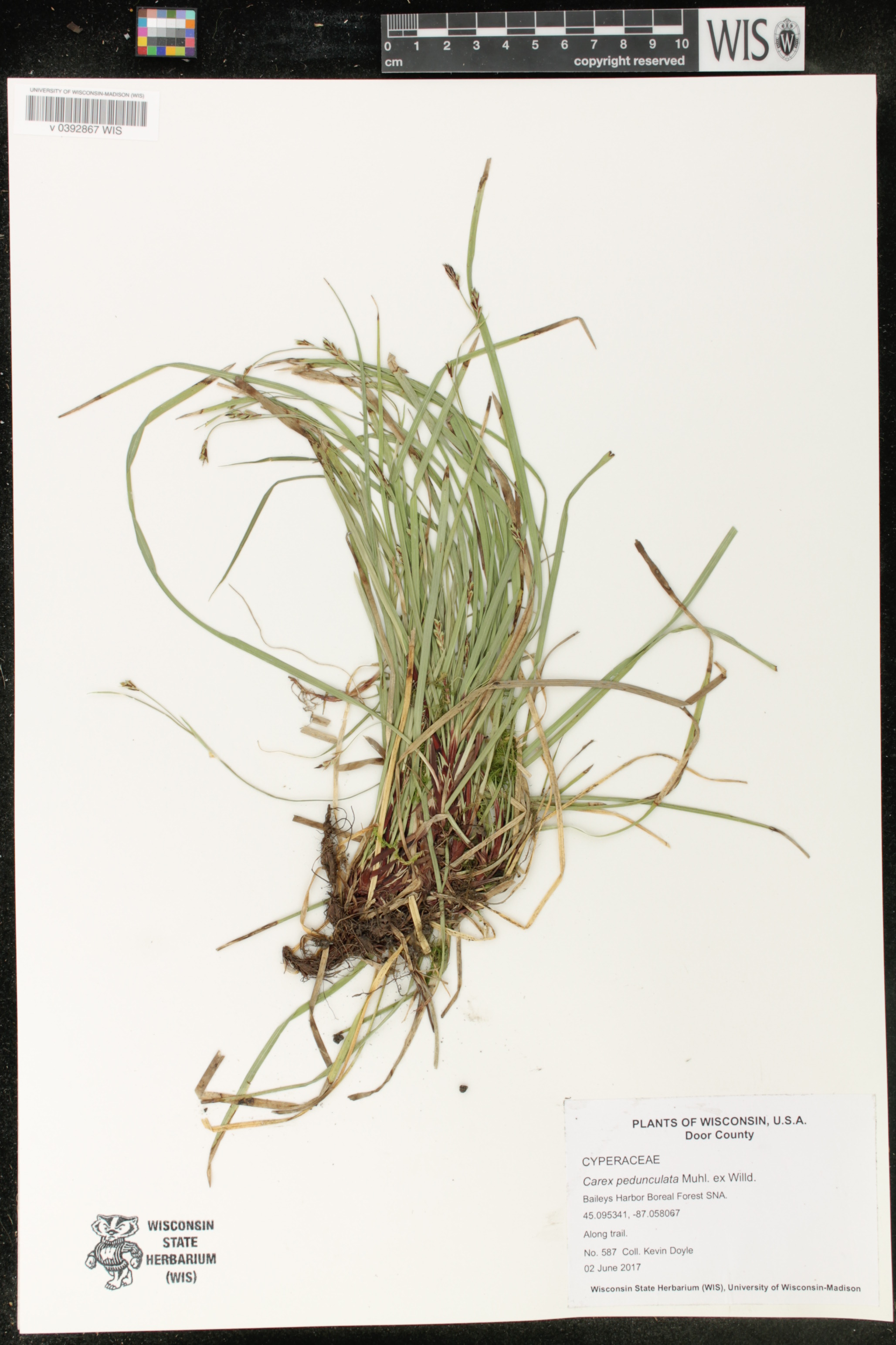 Carex pedunculata image