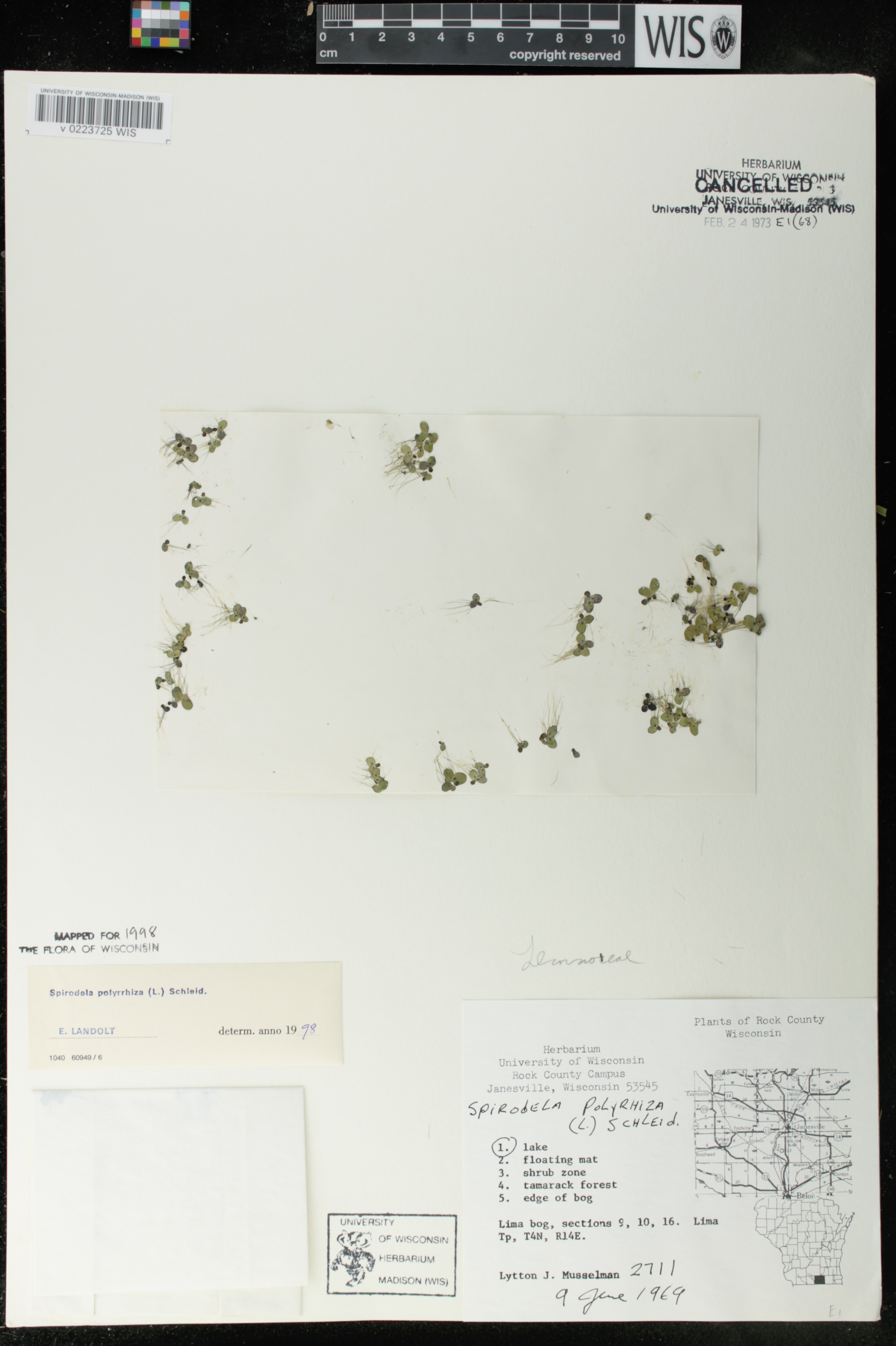 Spirodela polyrrhiza image