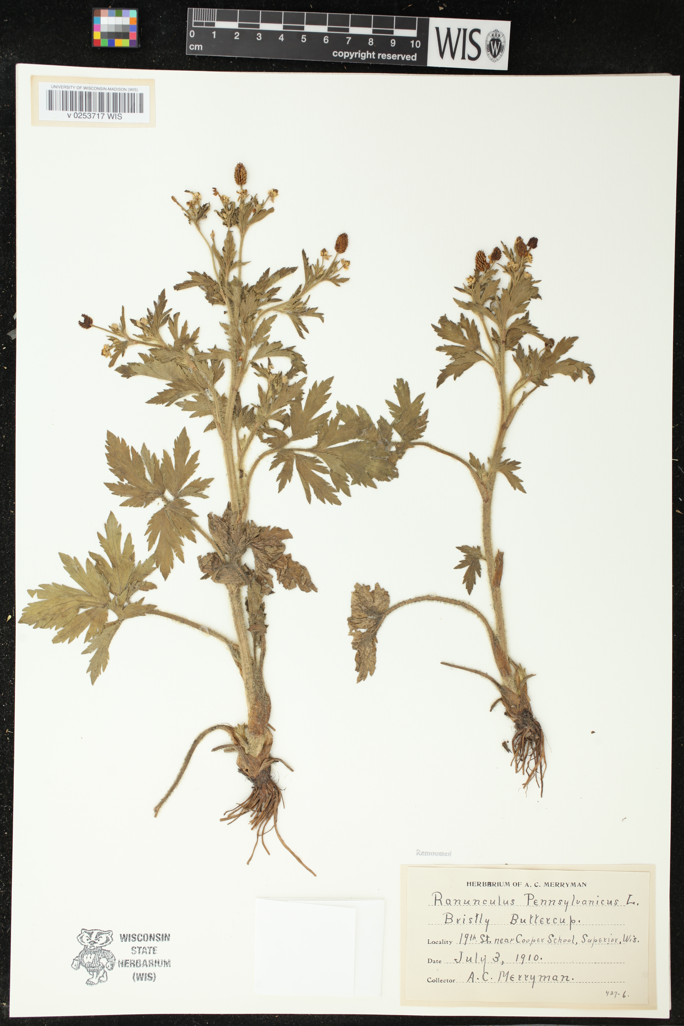 Ranunculus pensylvanicus image