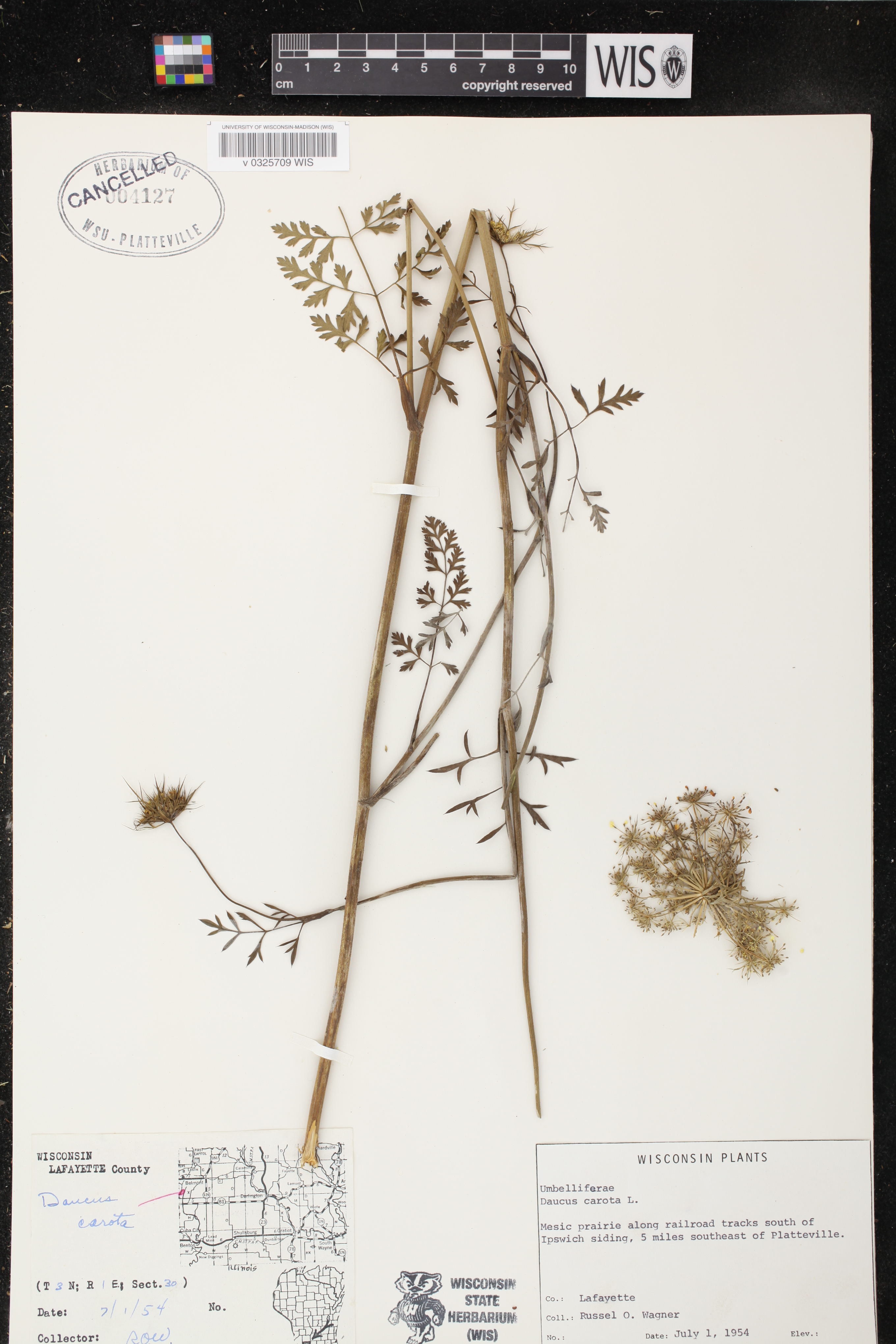 Daucus carota image