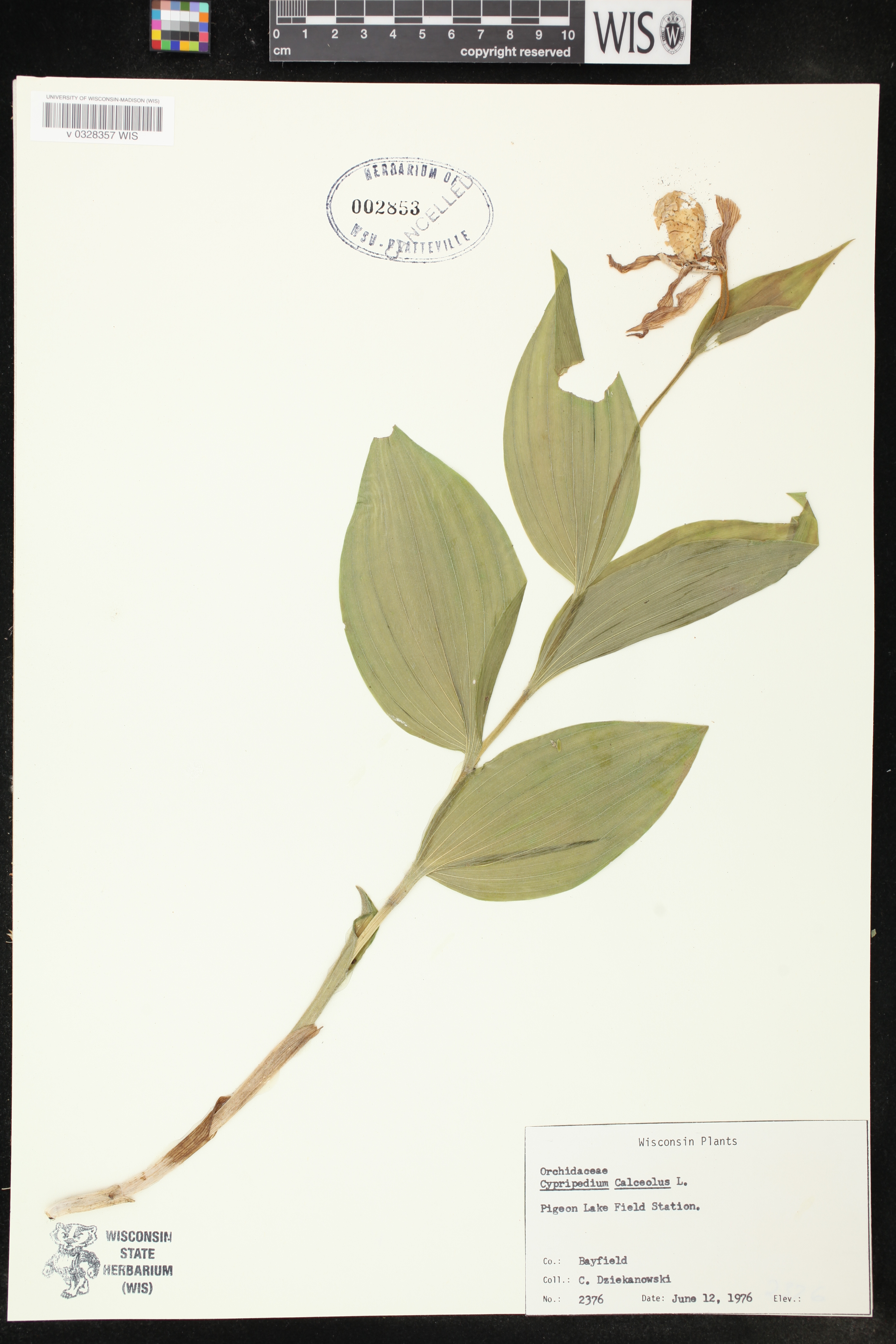 Cypripedium parviflorum image