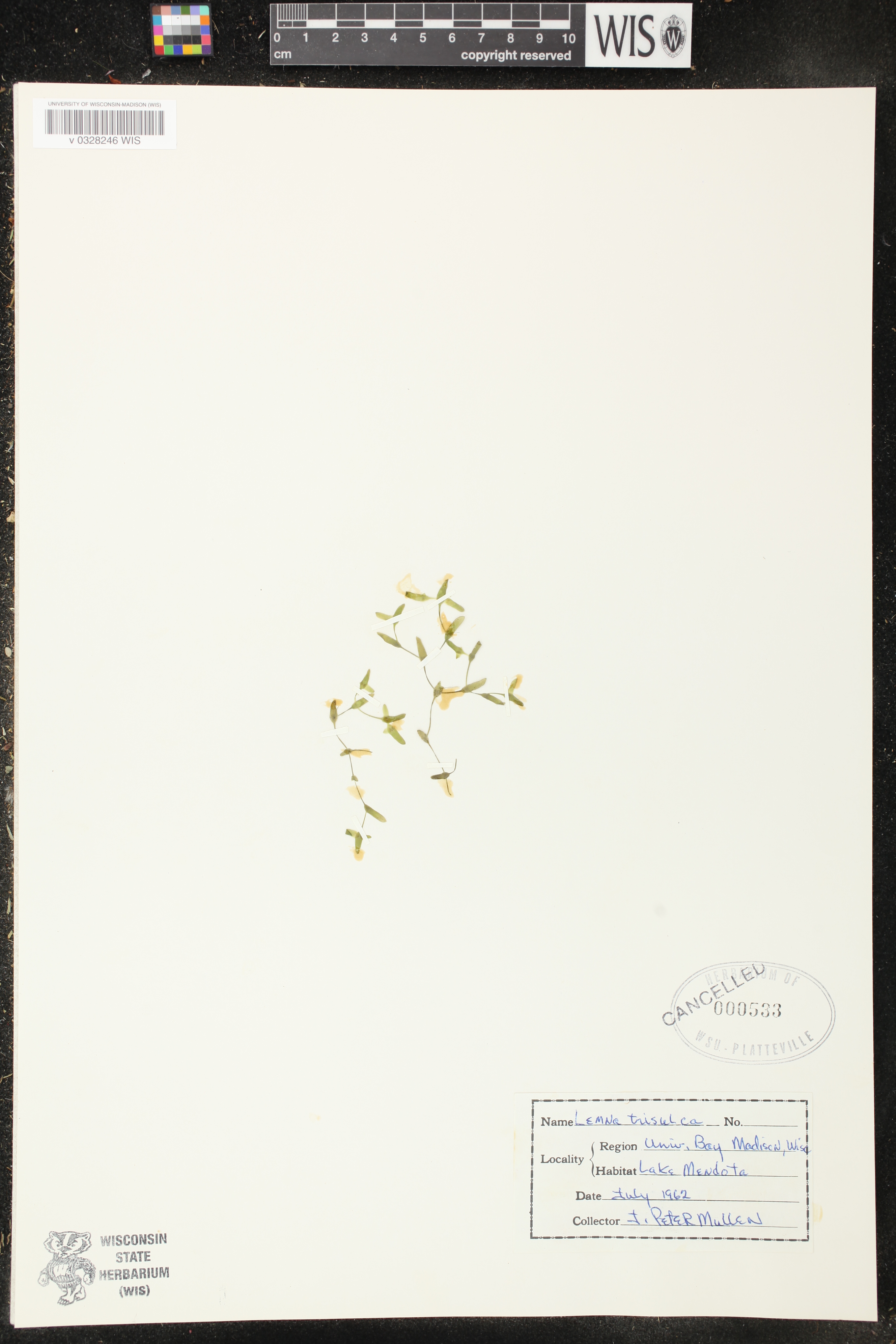 Lemna trisulca image