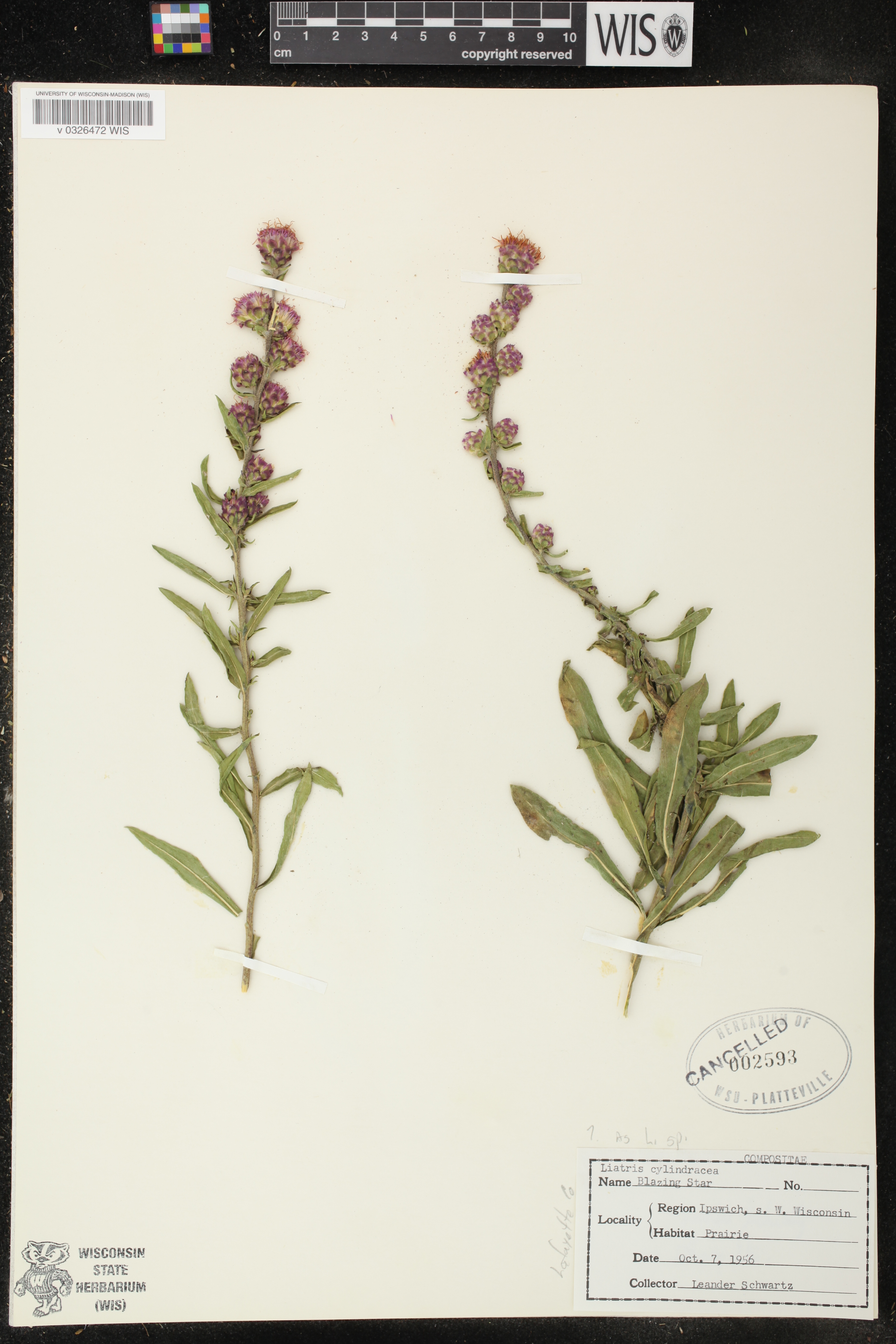 Liatris aspera image