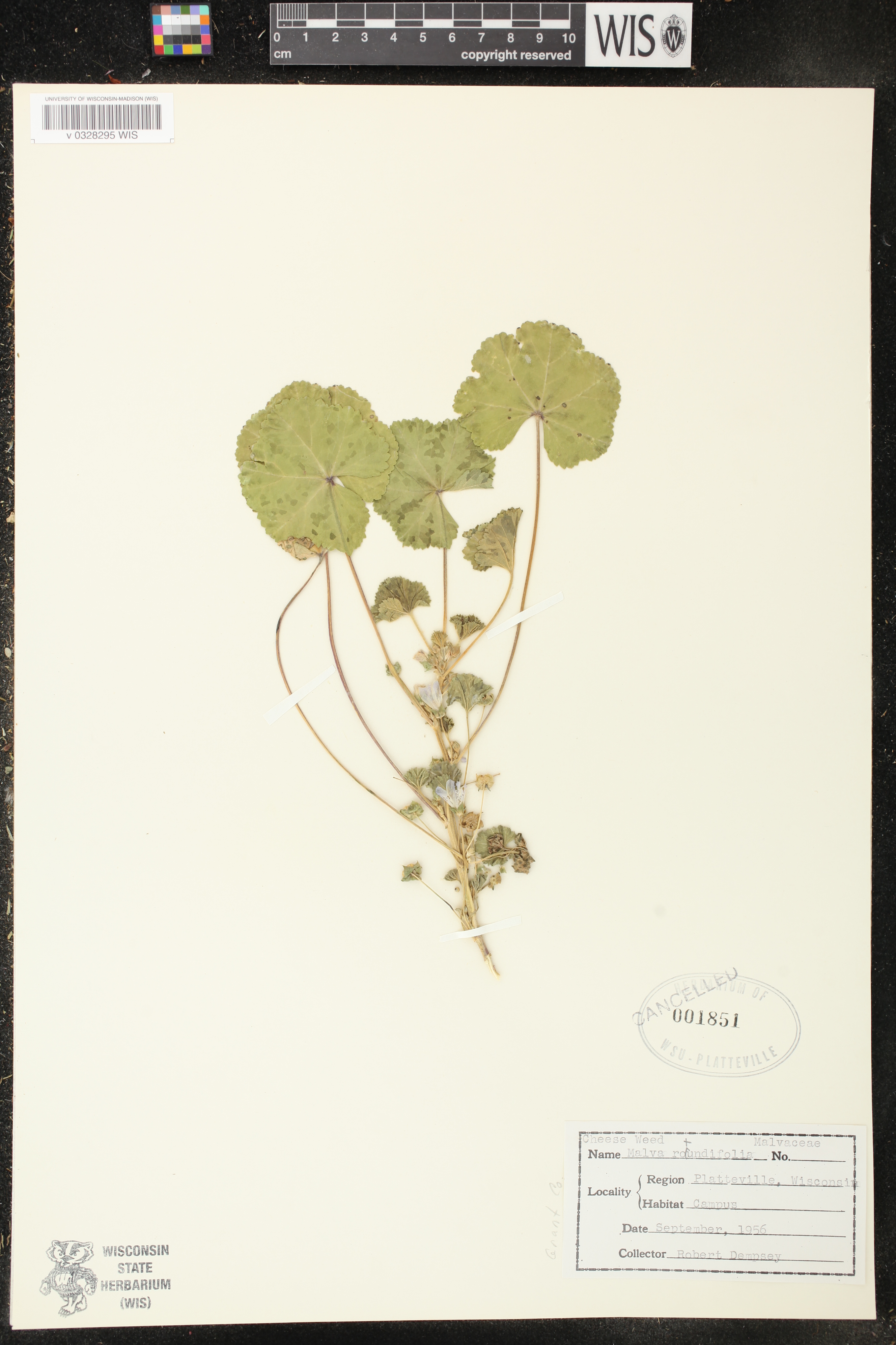 Malva neglecta image
