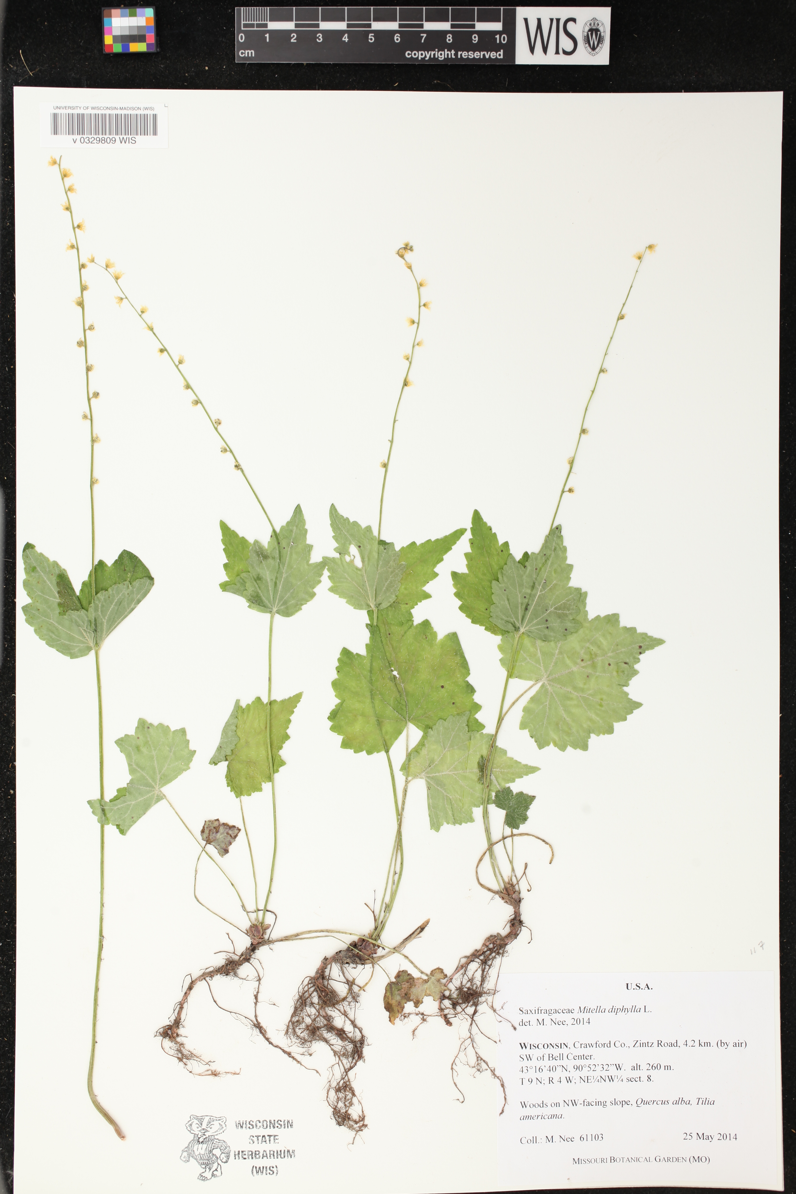 Mitella diphylla image