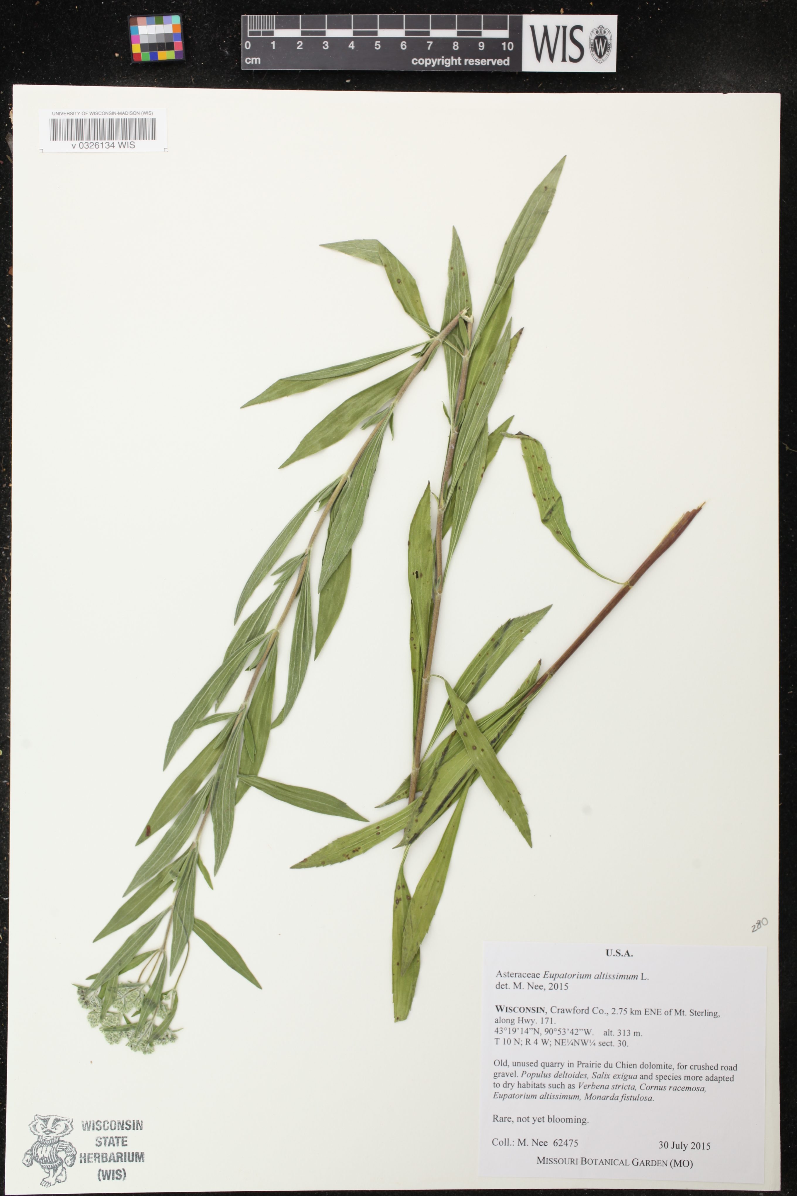 Eupatorium altissimum image