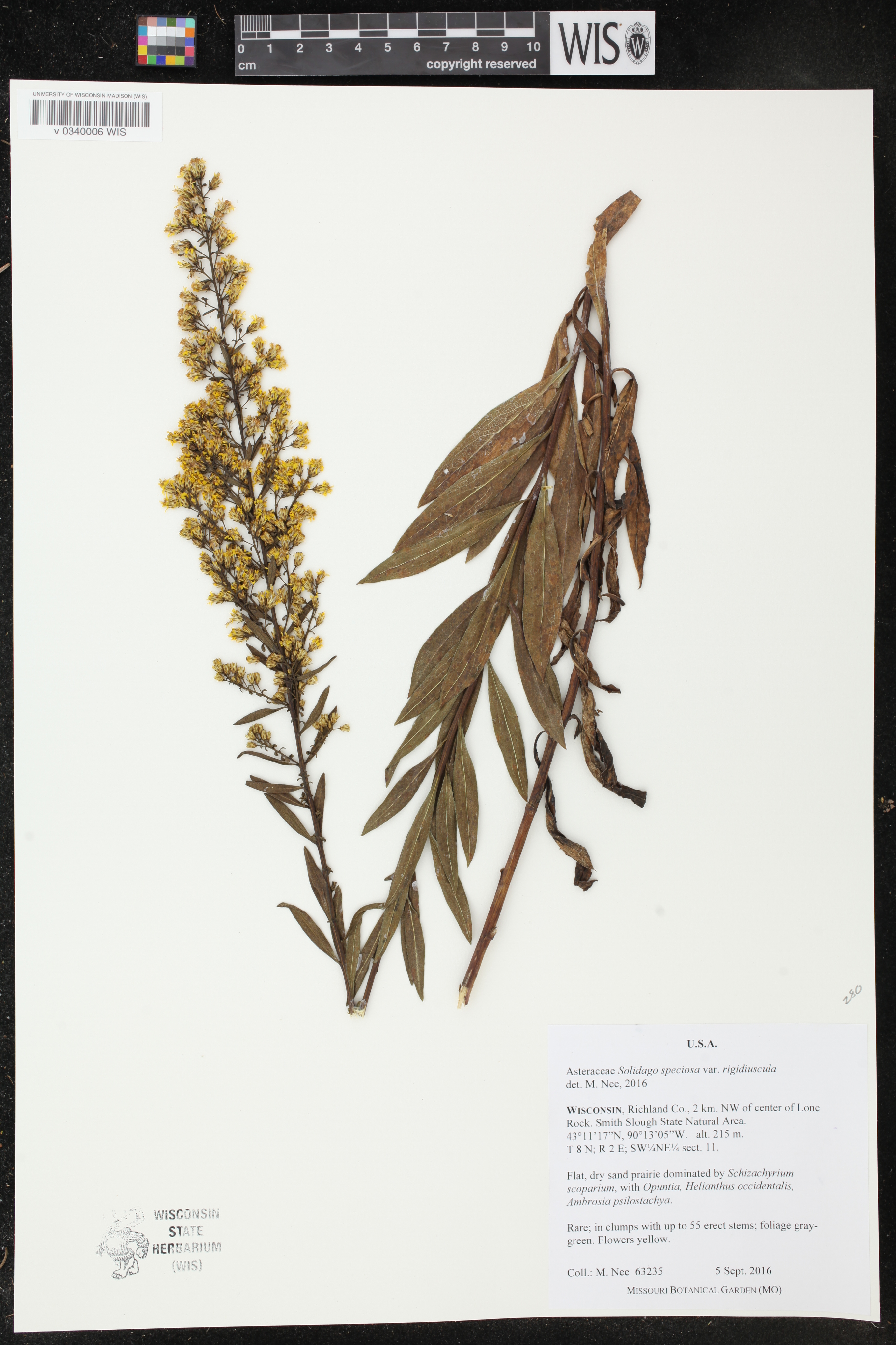 Solidago speciosa subsp. speciosa var. rigidiuscula image