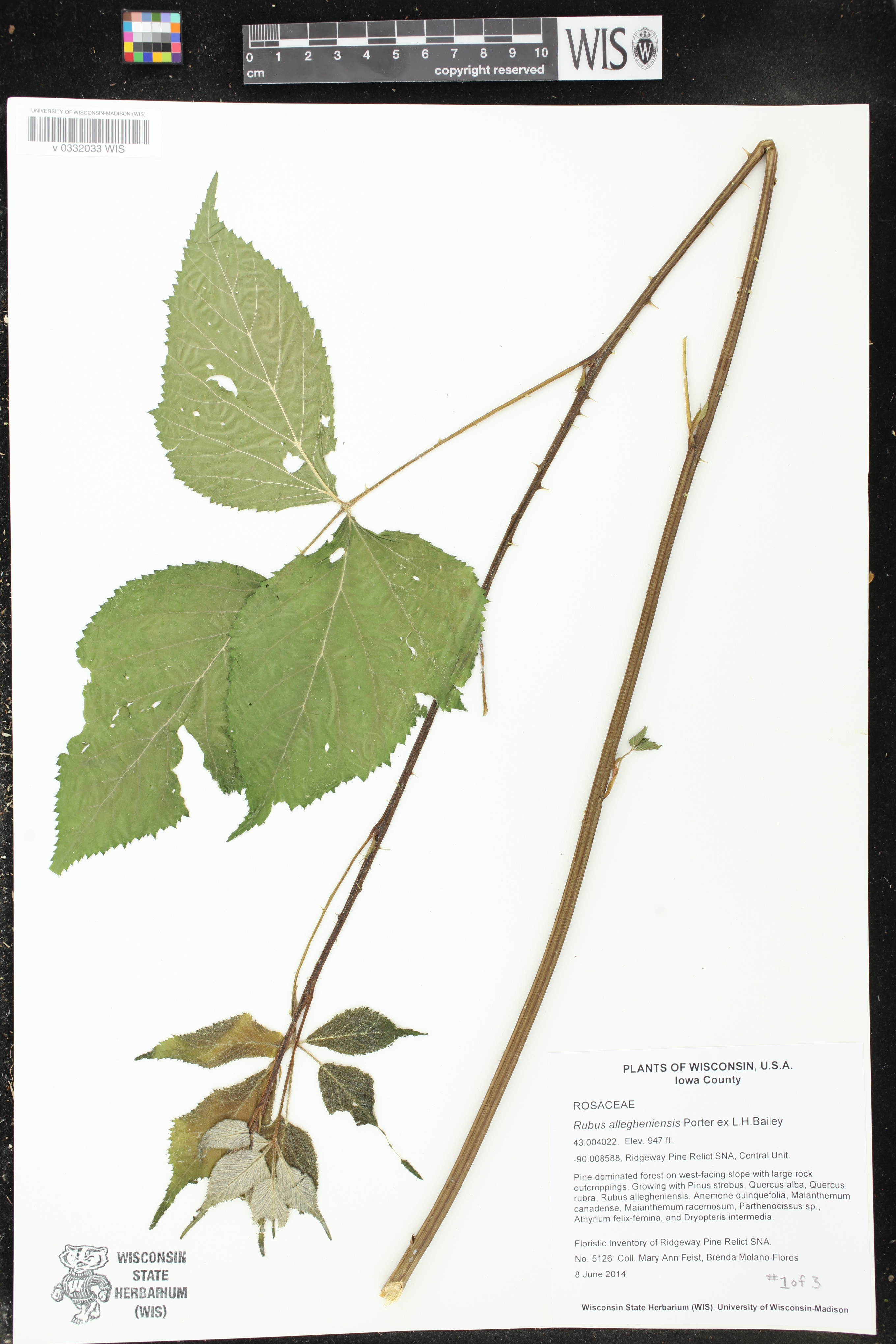 Rubus allegheniensis image