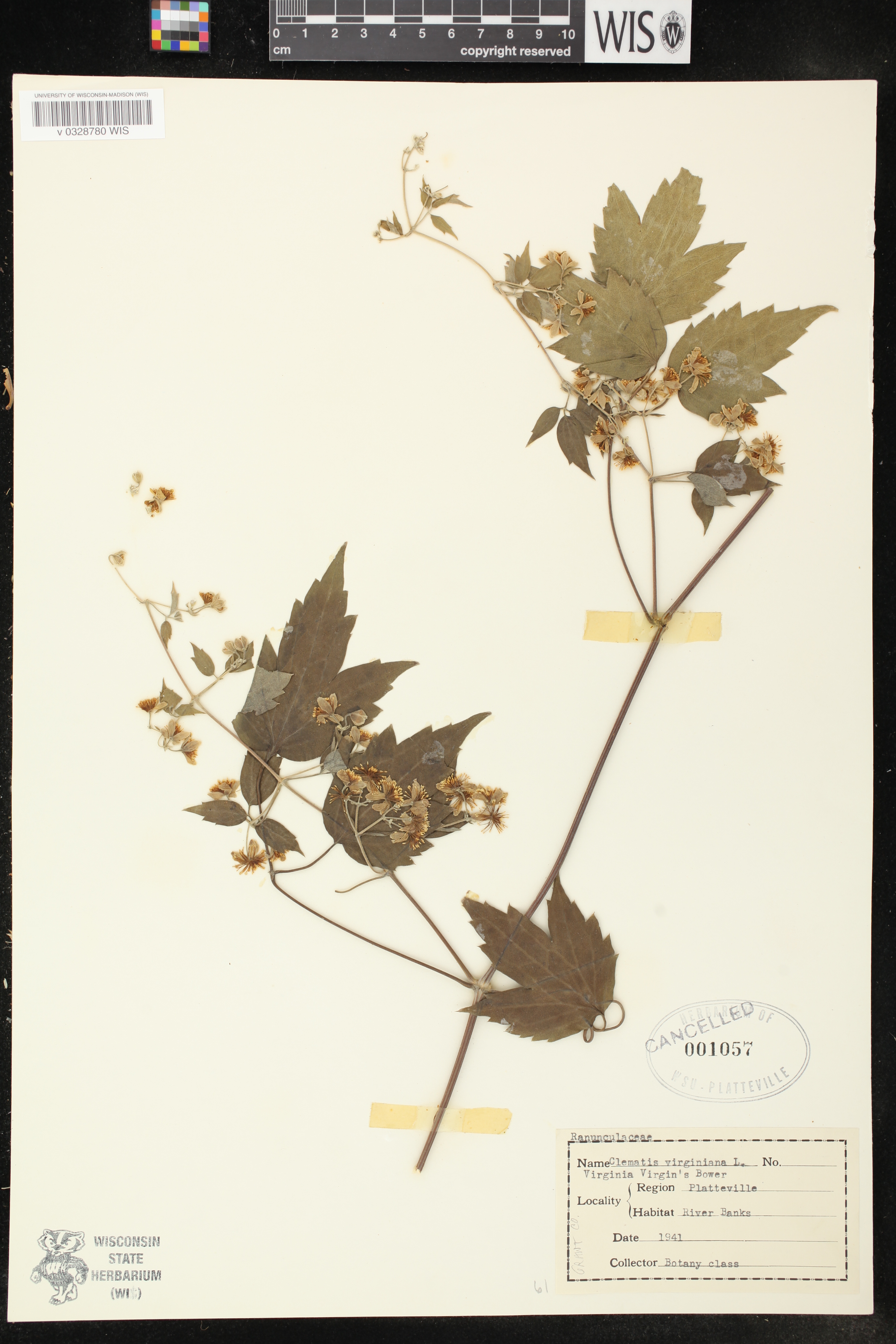 Clematis virginiana image
