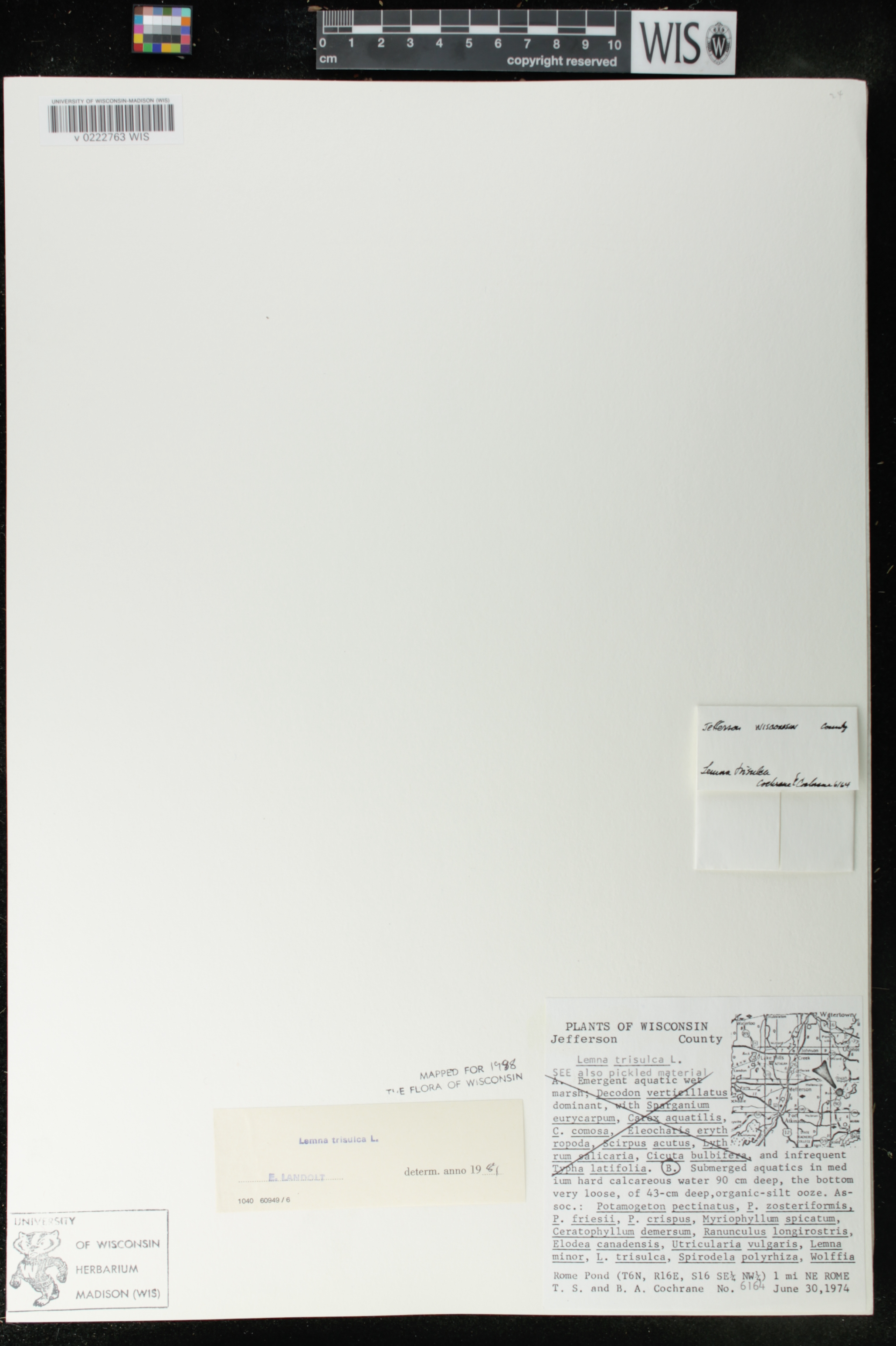 Lemna trisulca image