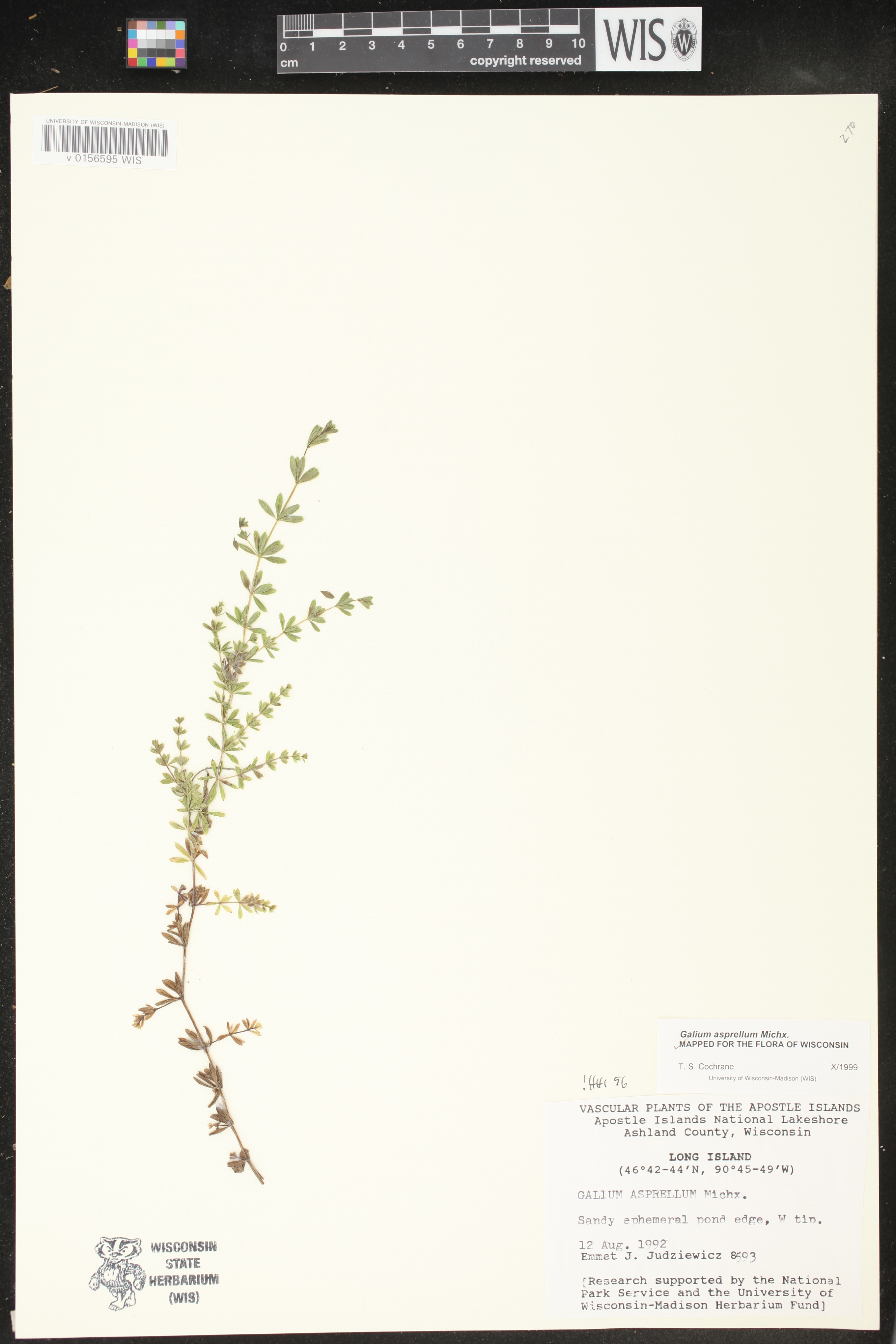 Galium asprellum image