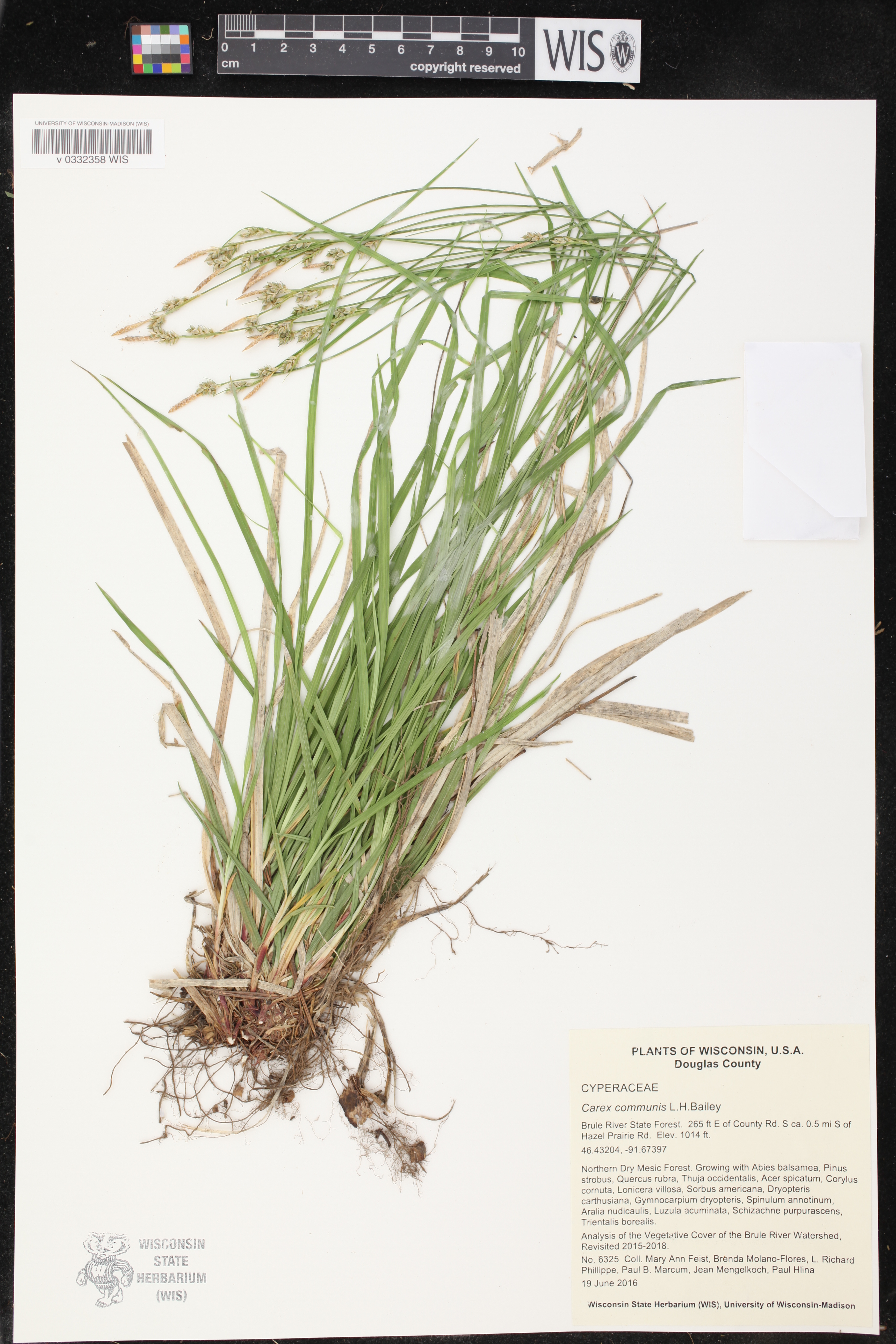 Carex communis image
