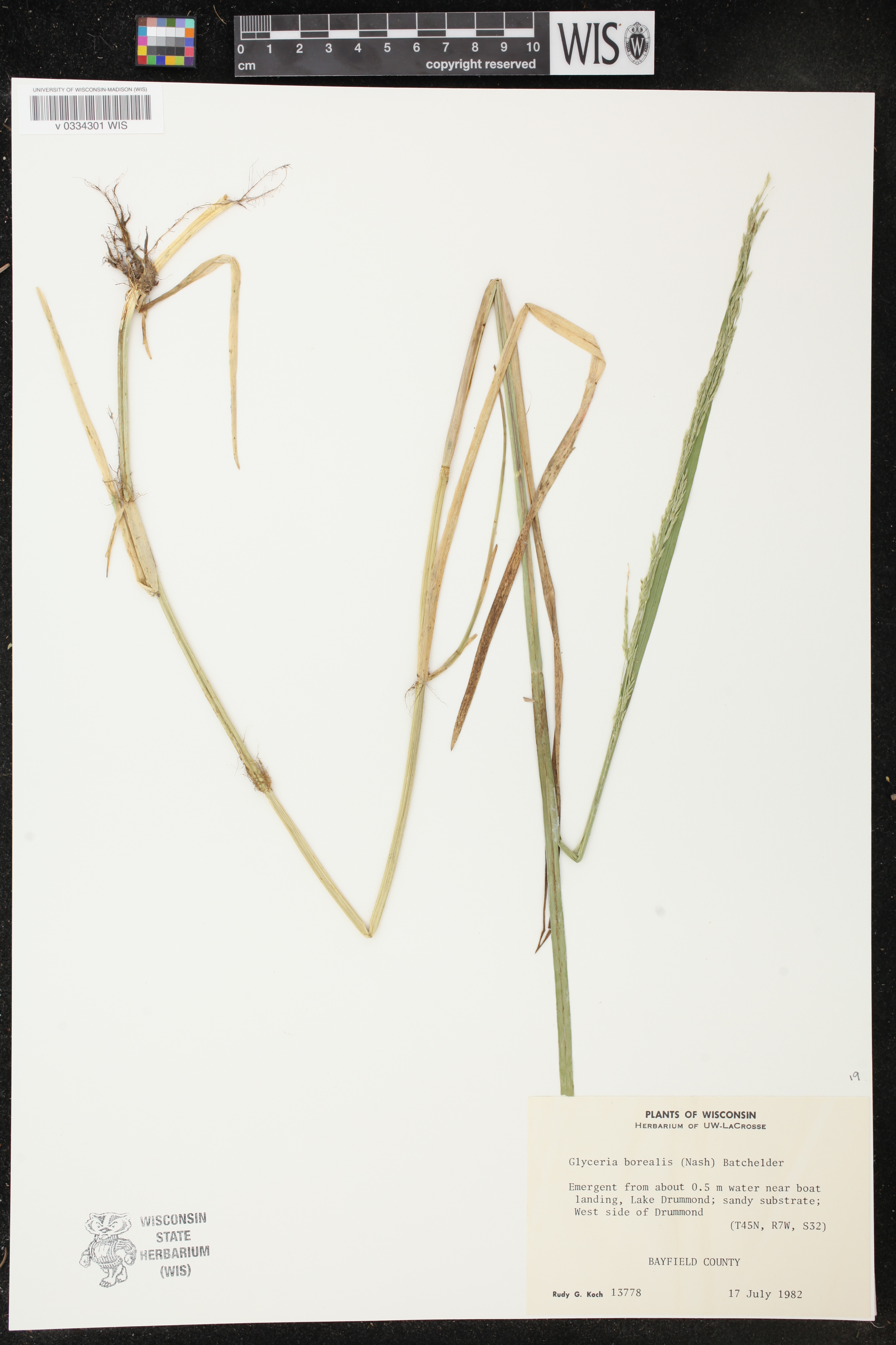 Glyceria borealis image
