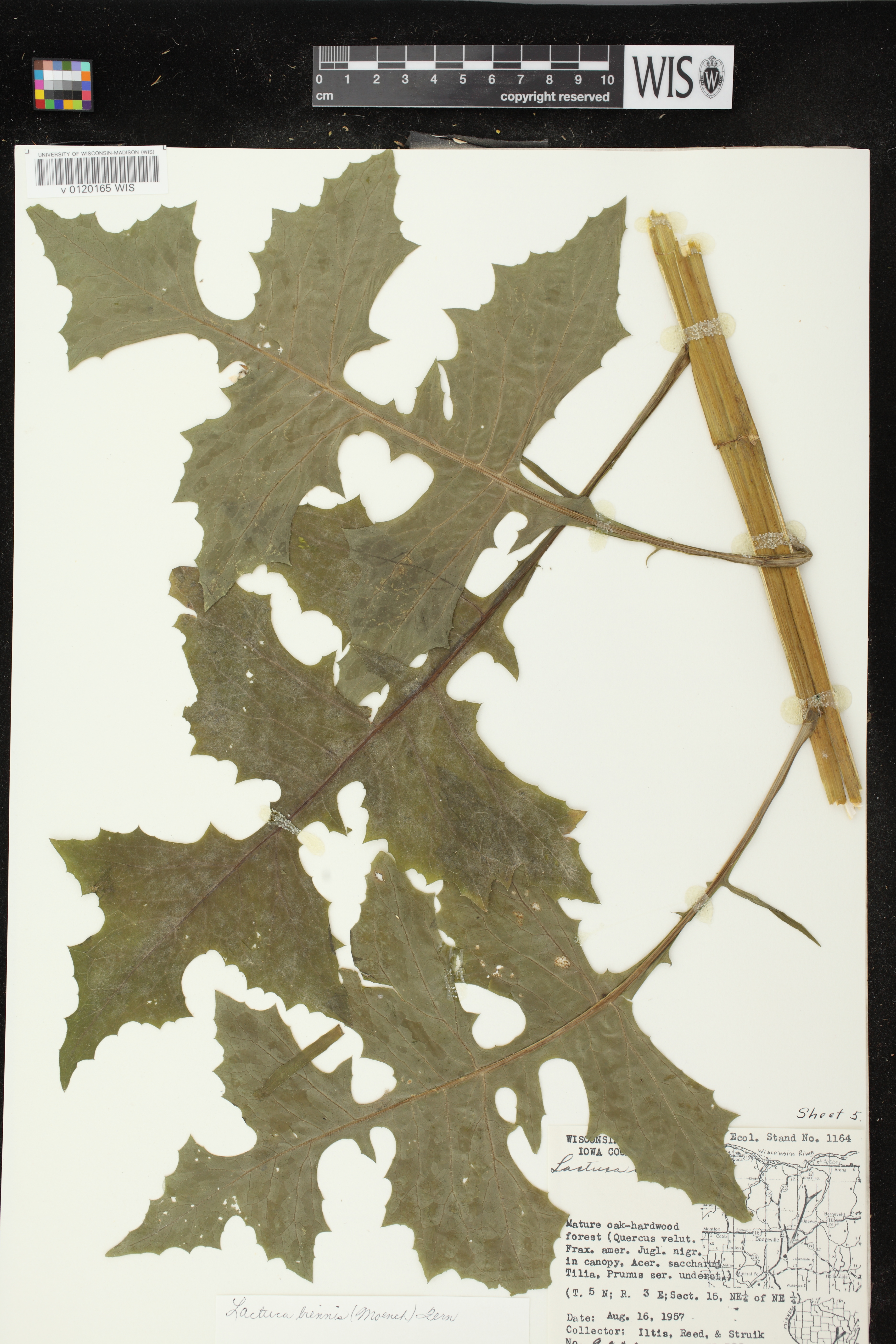 Lactuca biennis image