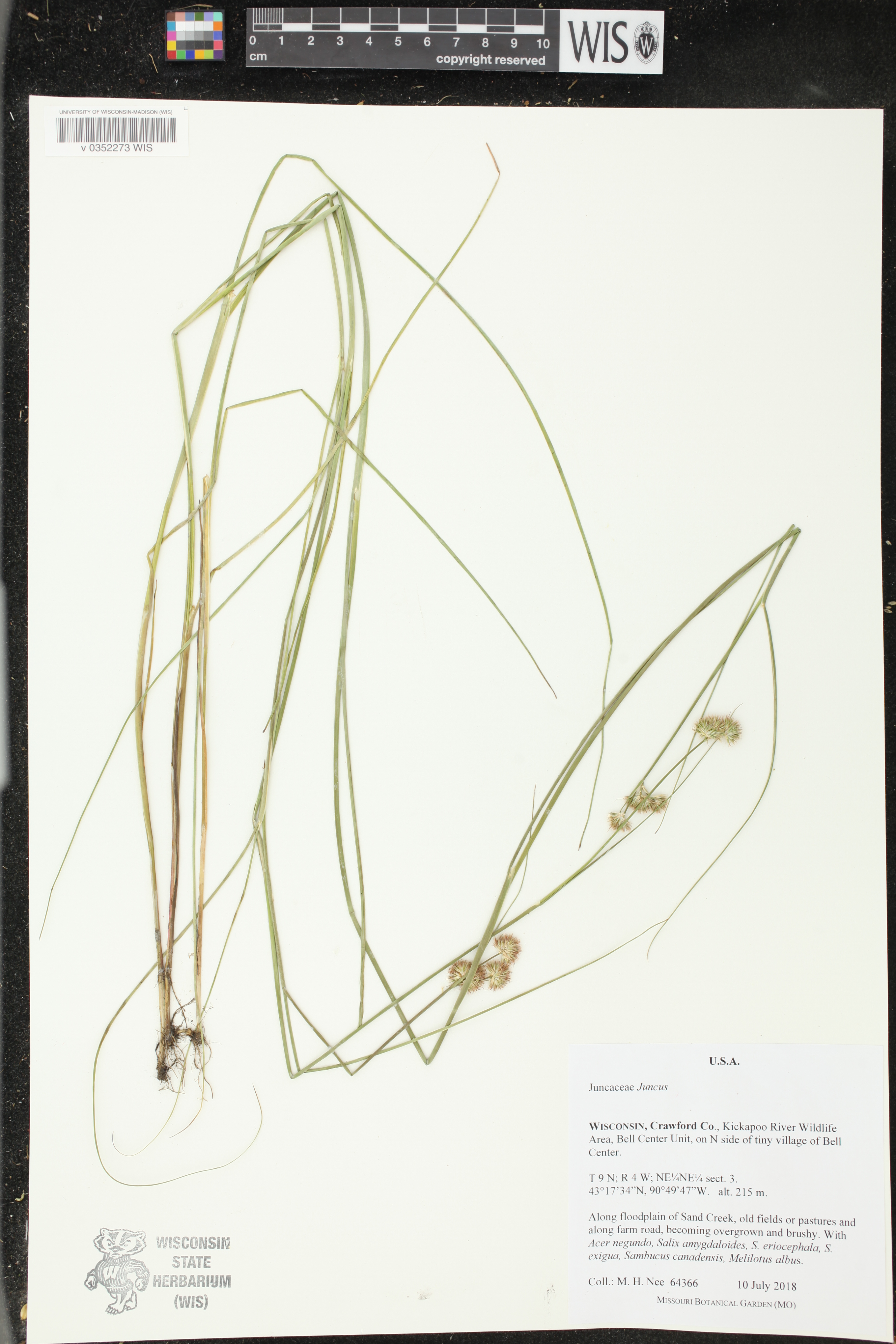 Juncus nodosus image