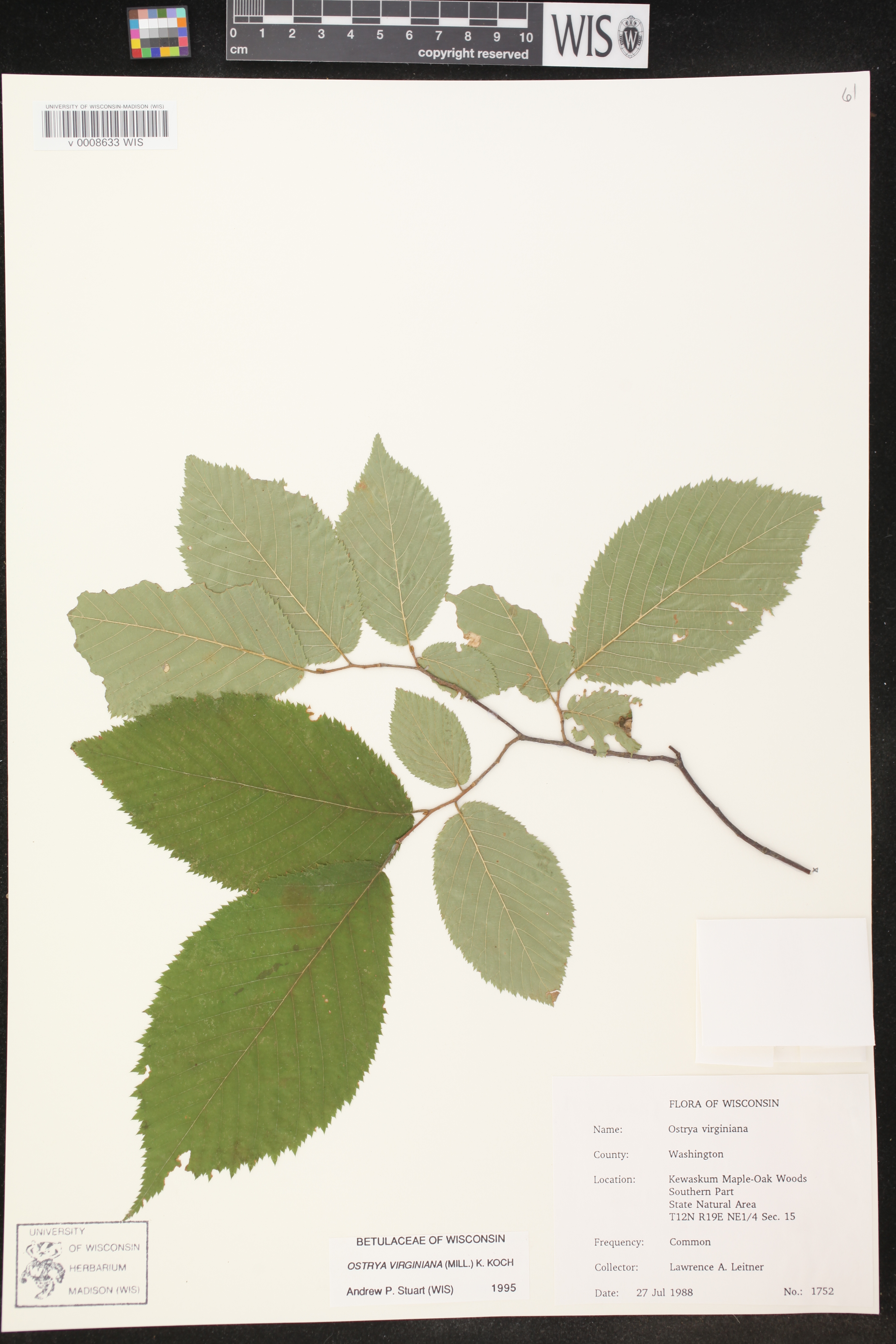 Ostrya virginiana image
