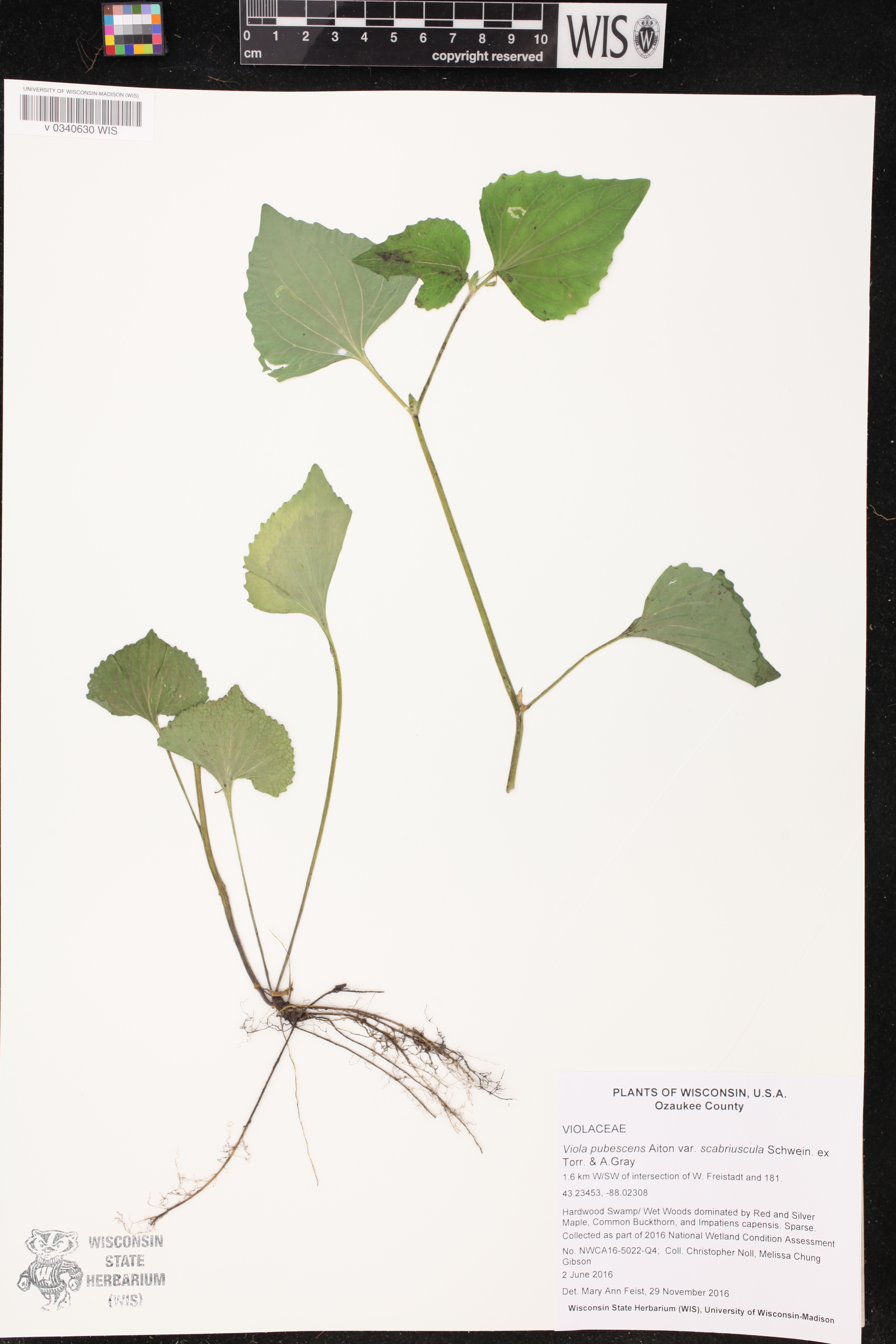 Viola pubescens var. scabriuscula image