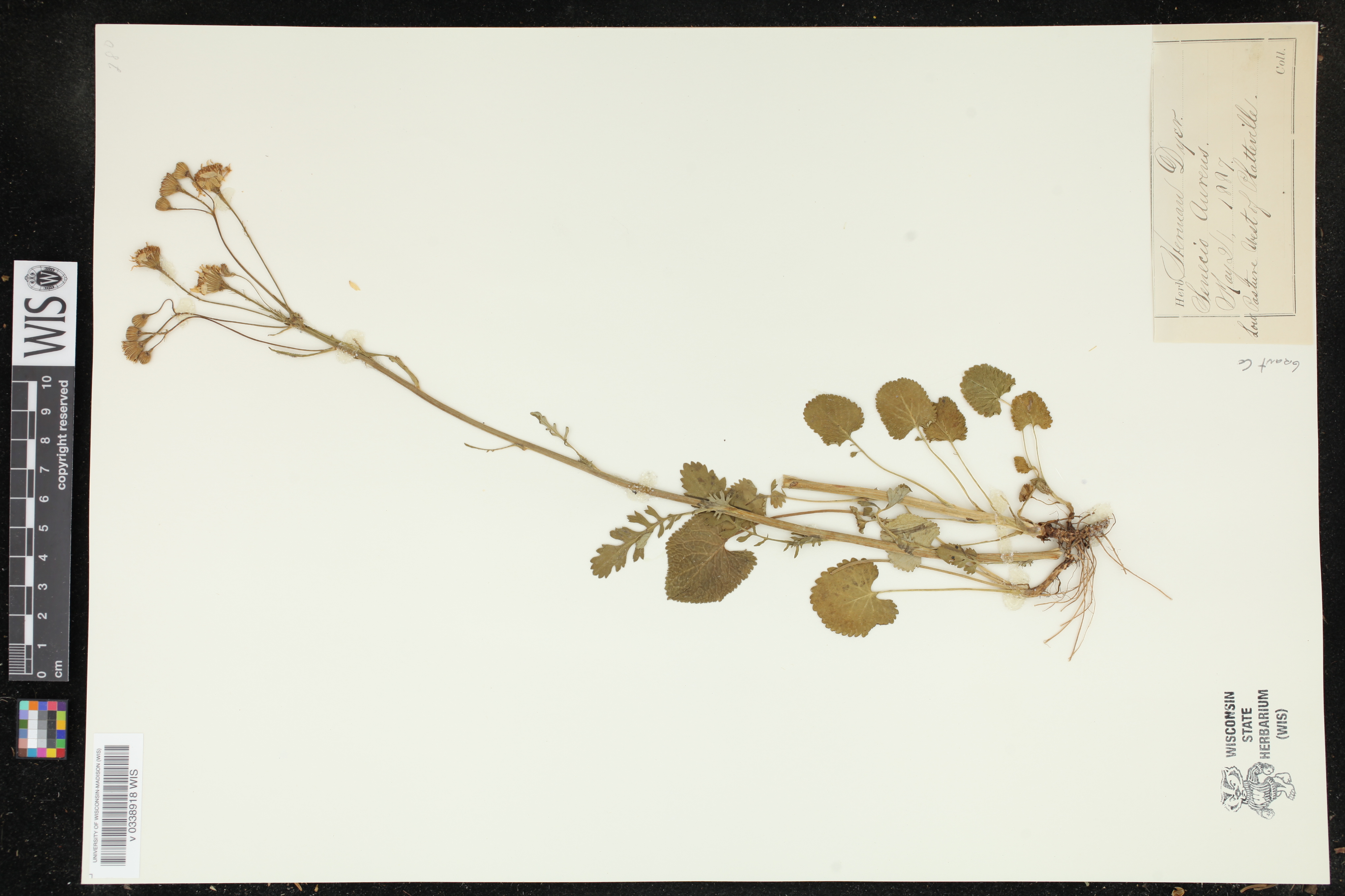 Packera aurea image