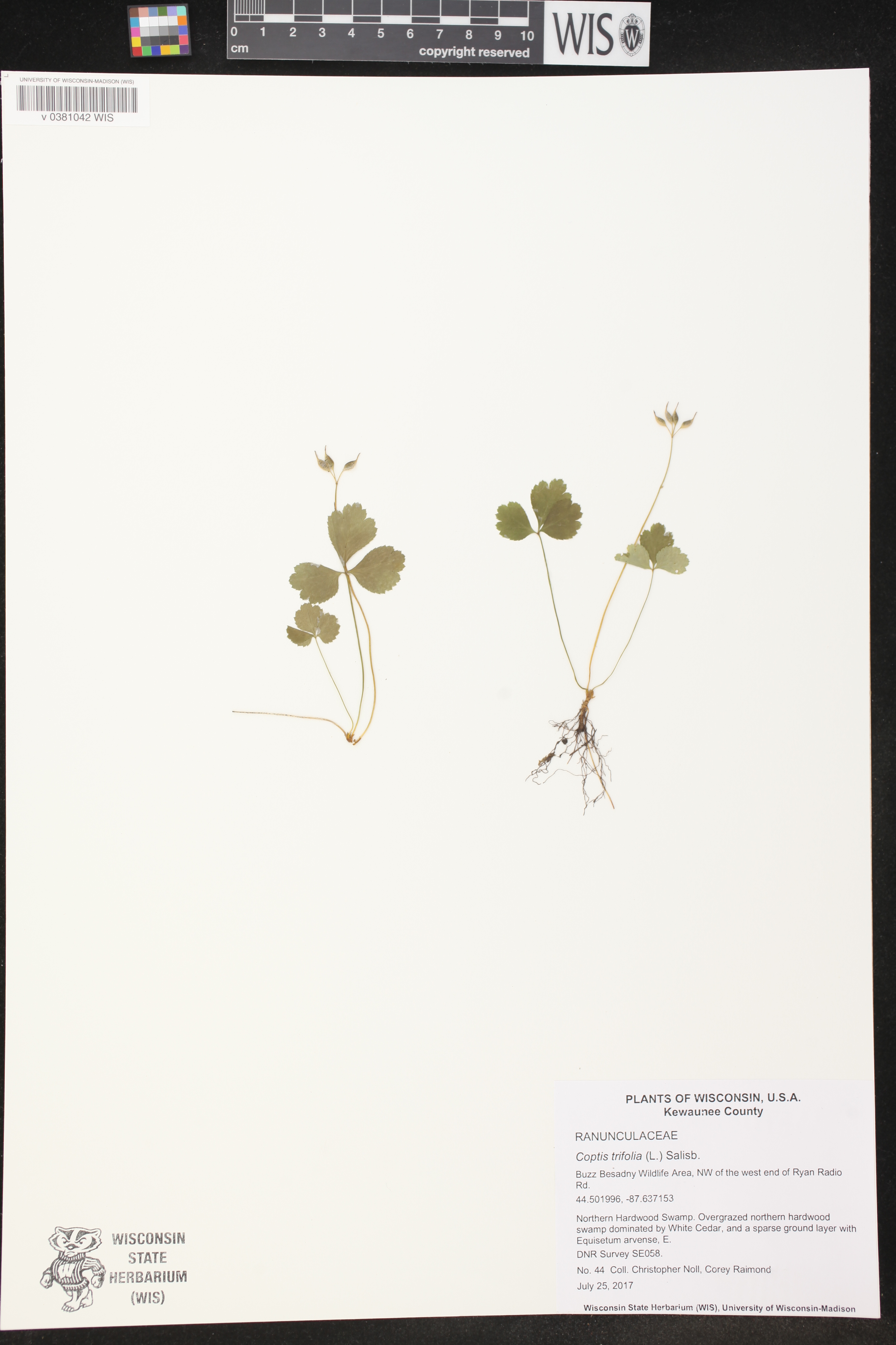 Coptis trifolia image