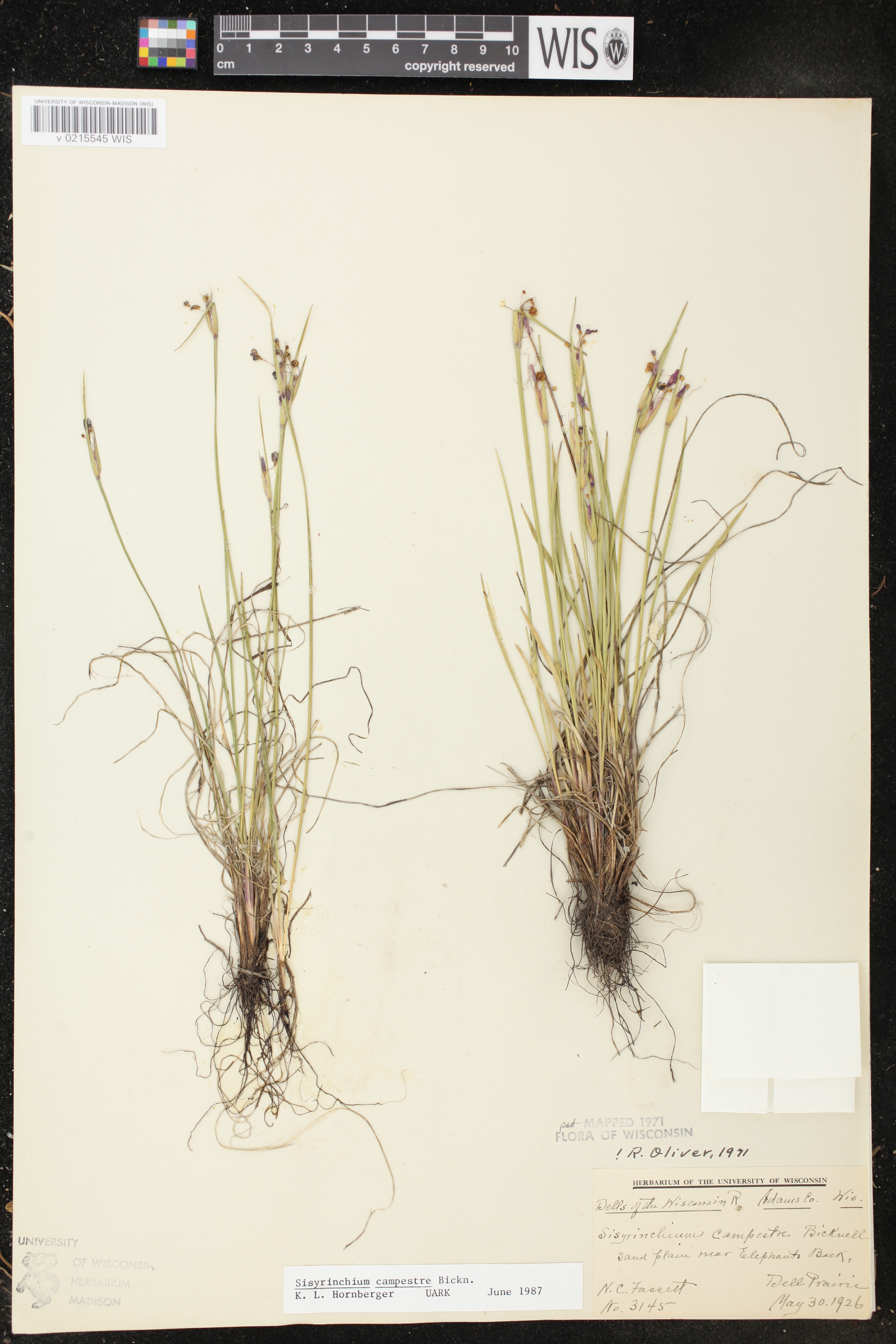 Sisyrinchium campestre image