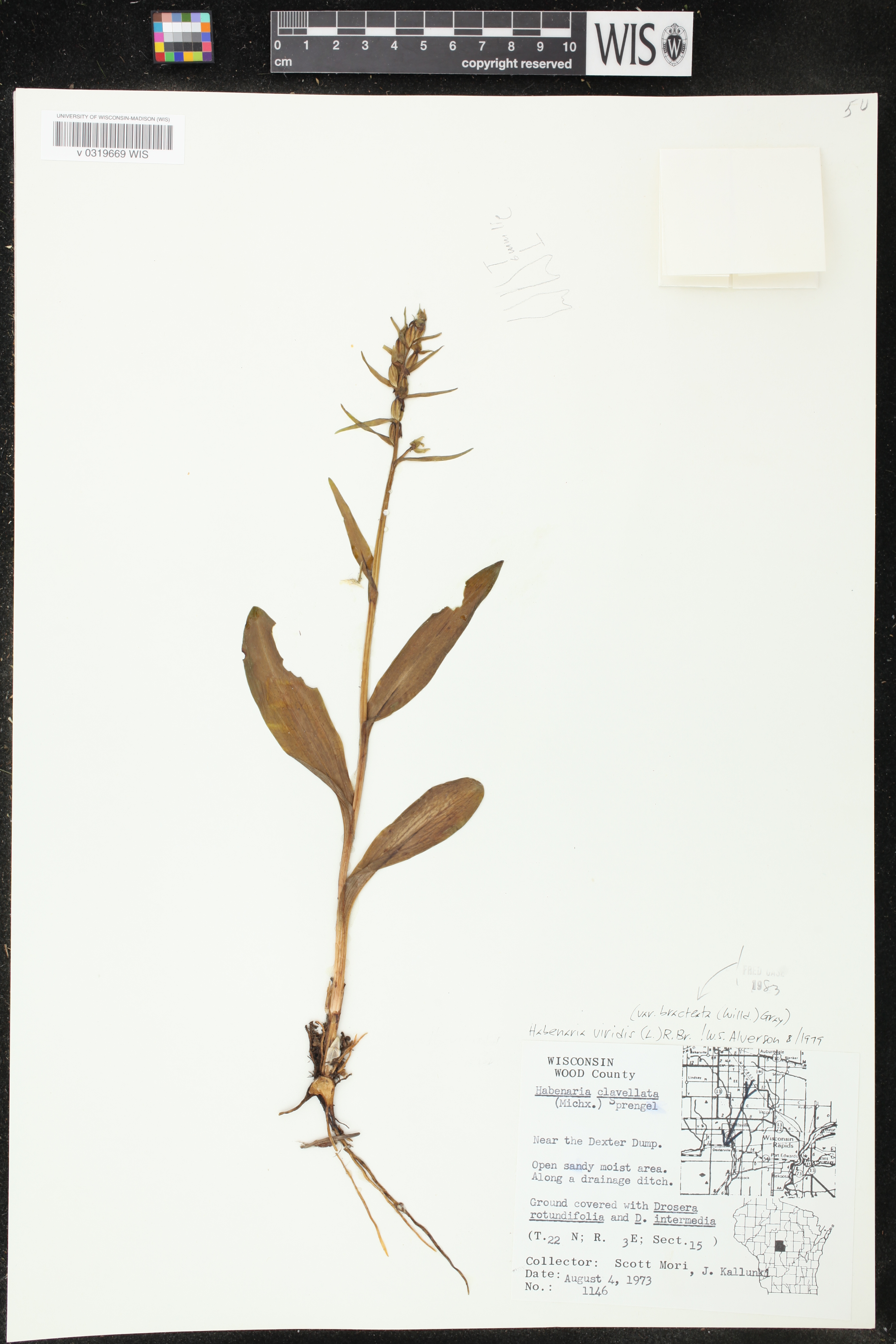 Coeloglossum viride var. virescens image