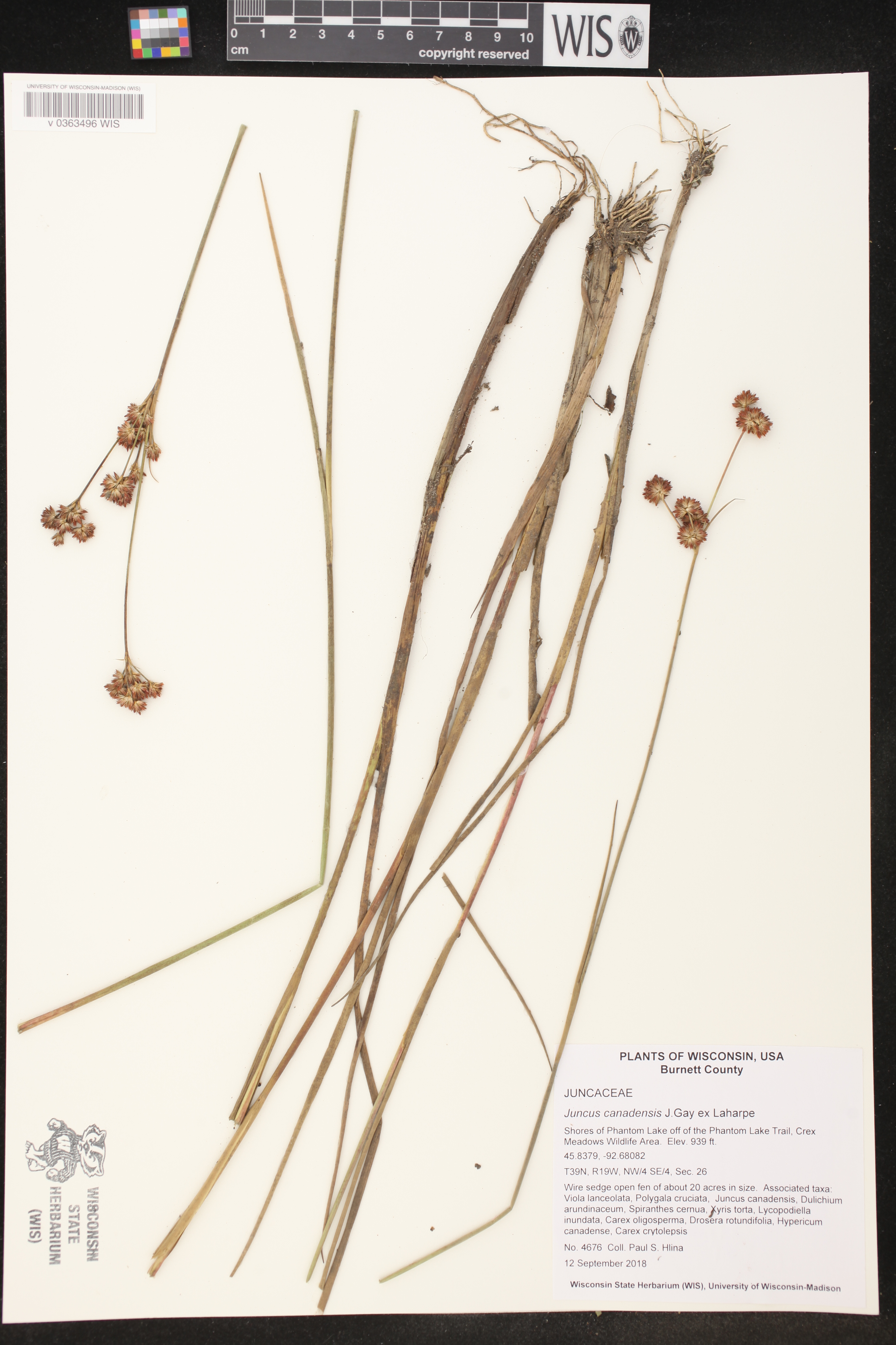 Juncus canadensis image