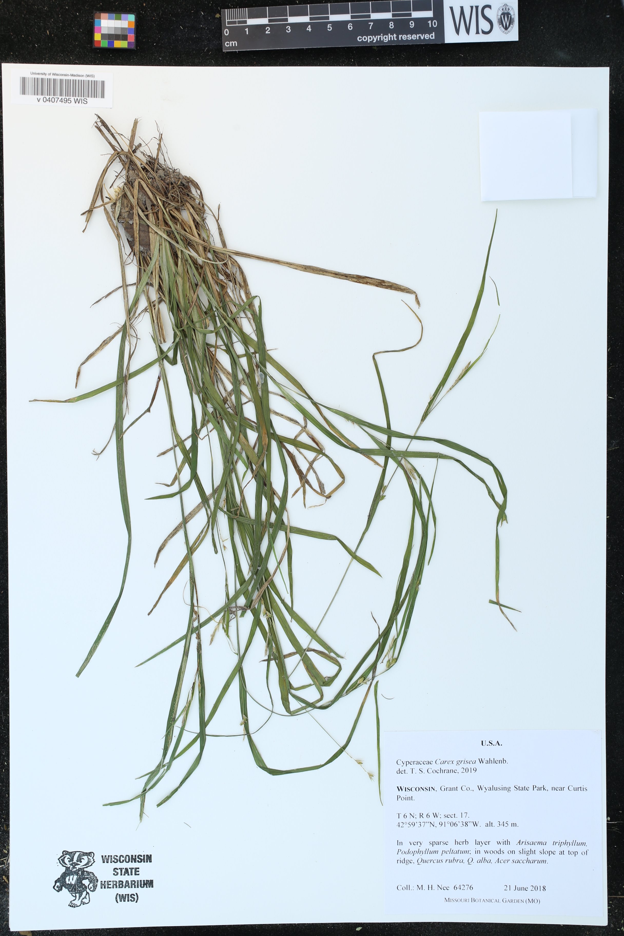 Carex grisea image