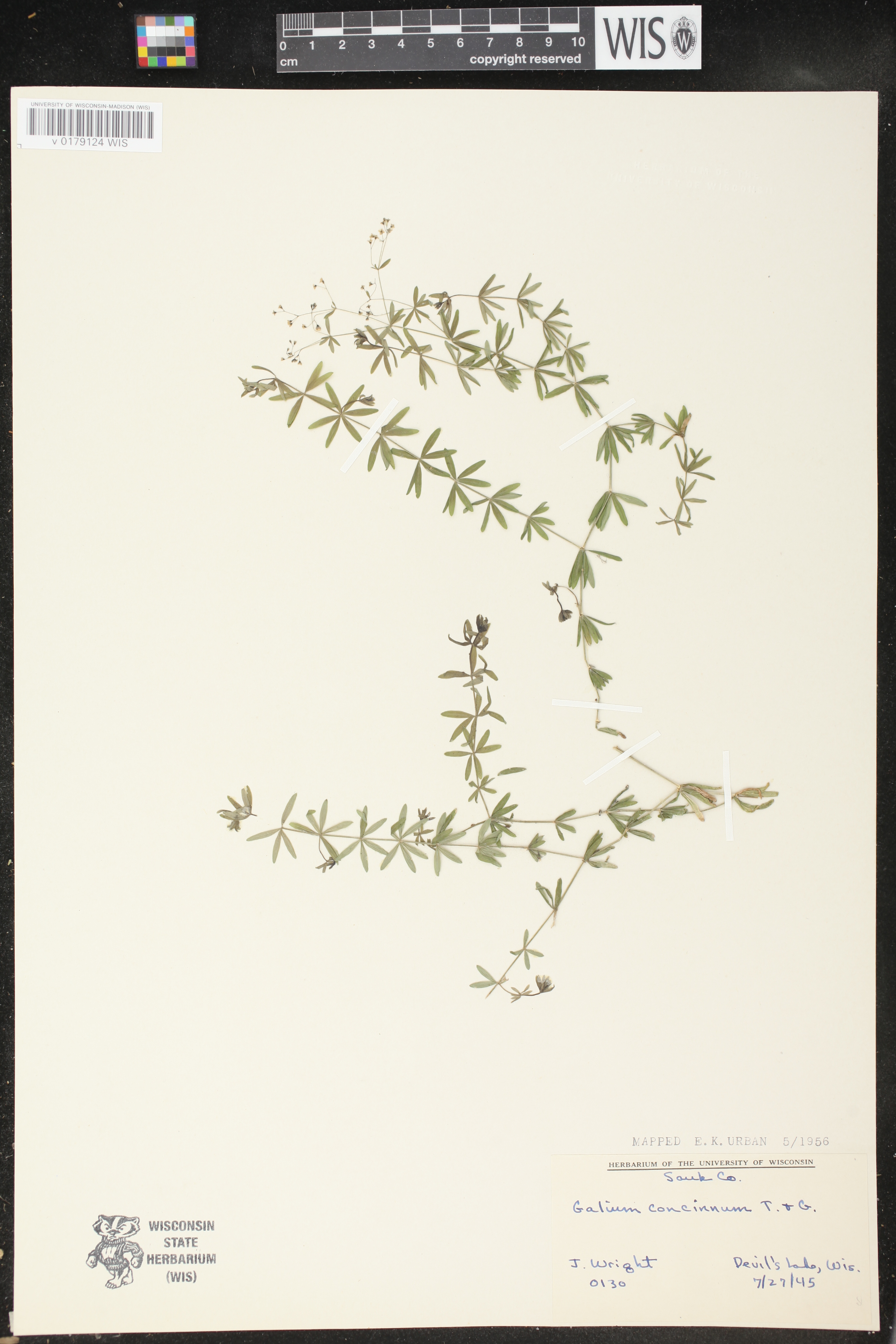 Galium concinnum image