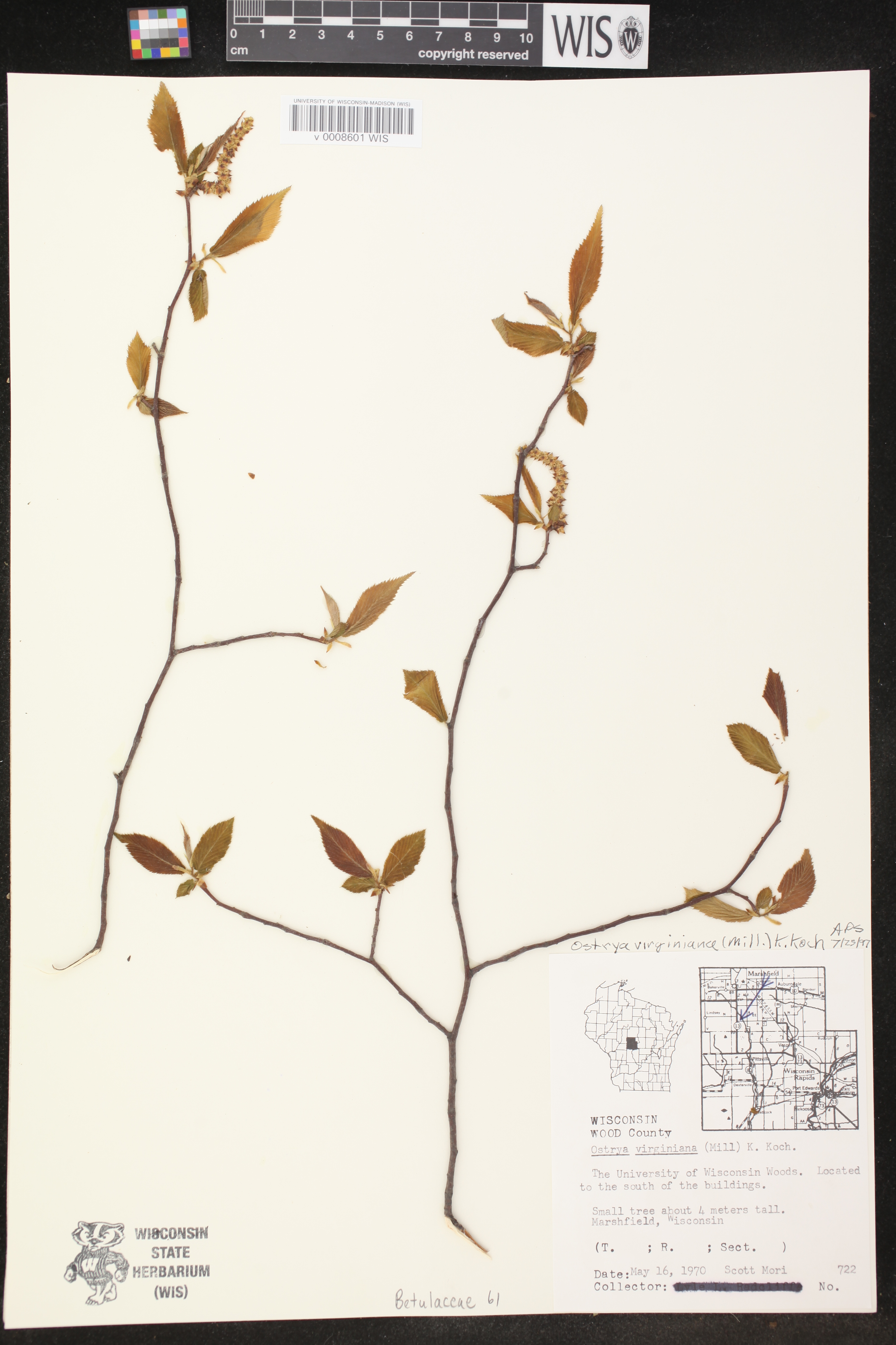 Ostrya virginiana image