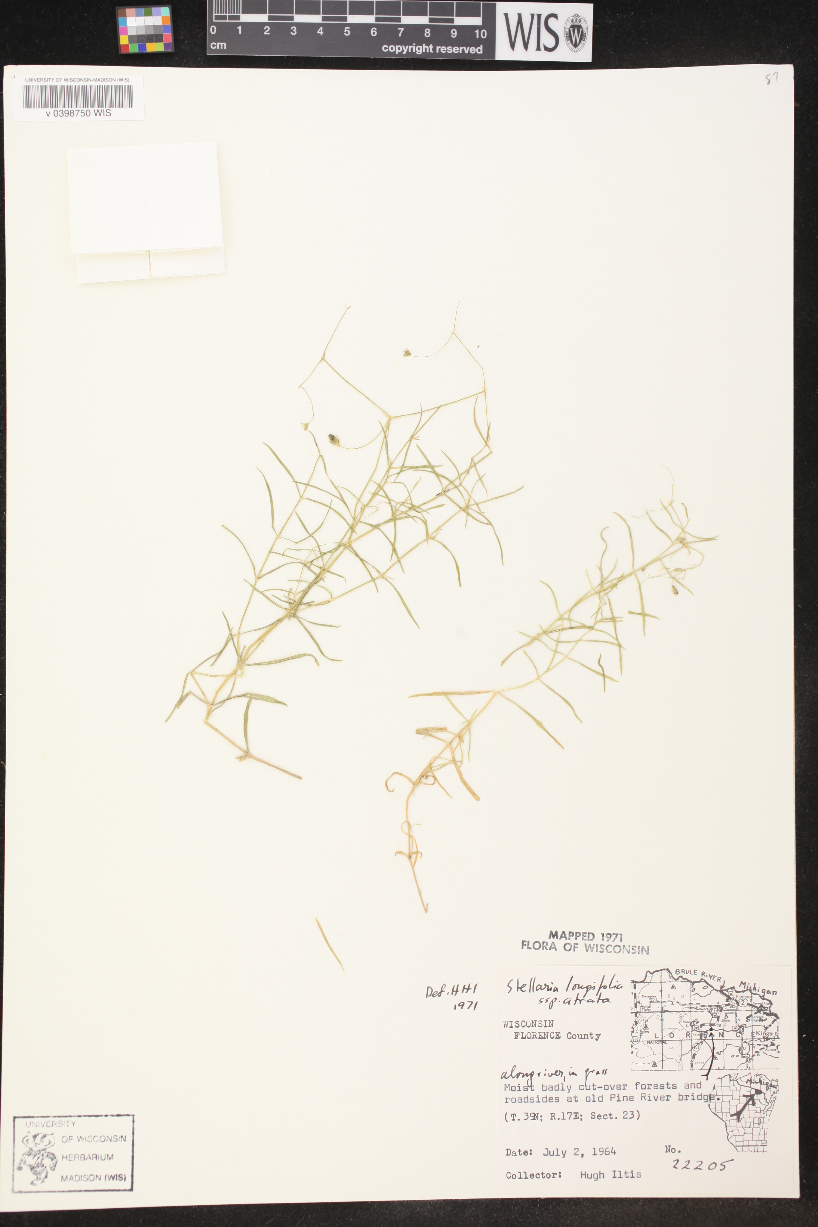 Stellaria longifolia image