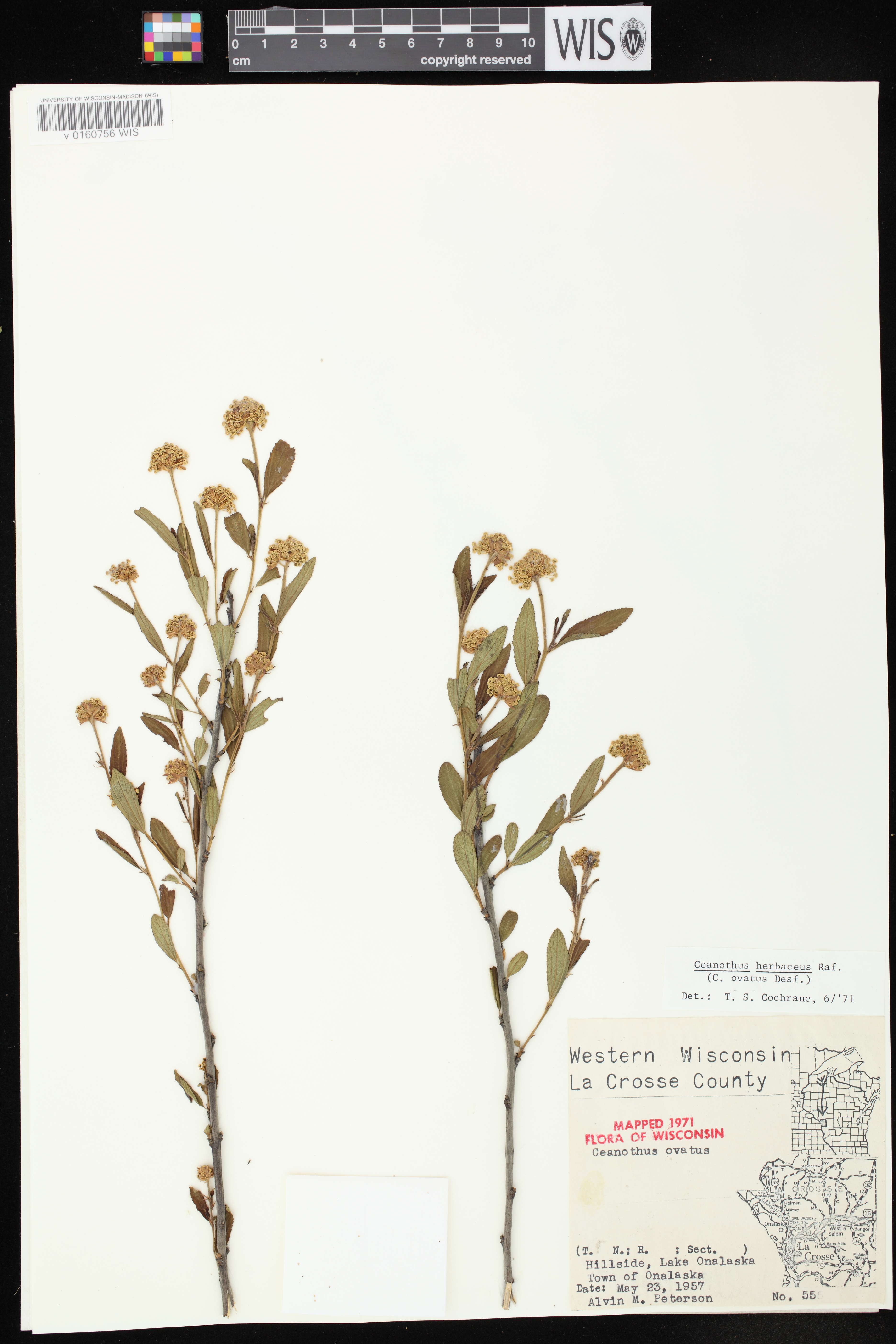 Ceanothus herbaceus image