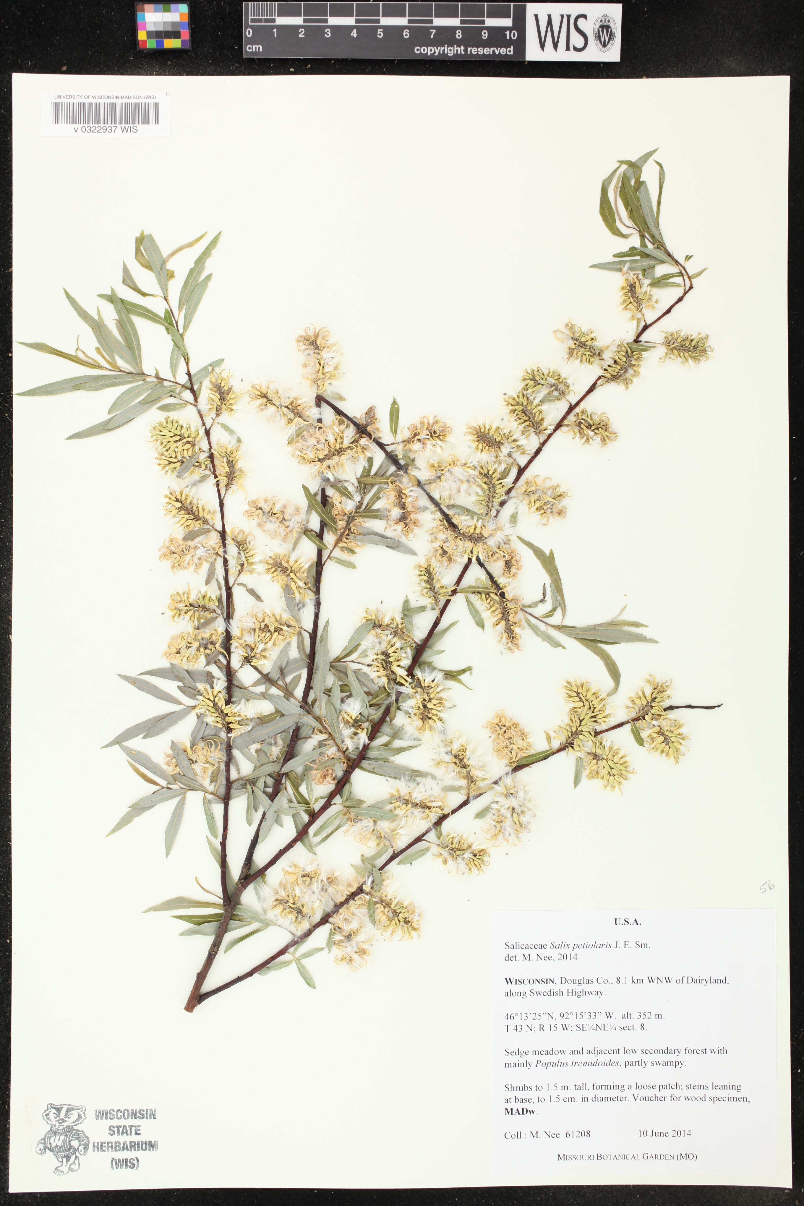 Salix petiolaris image