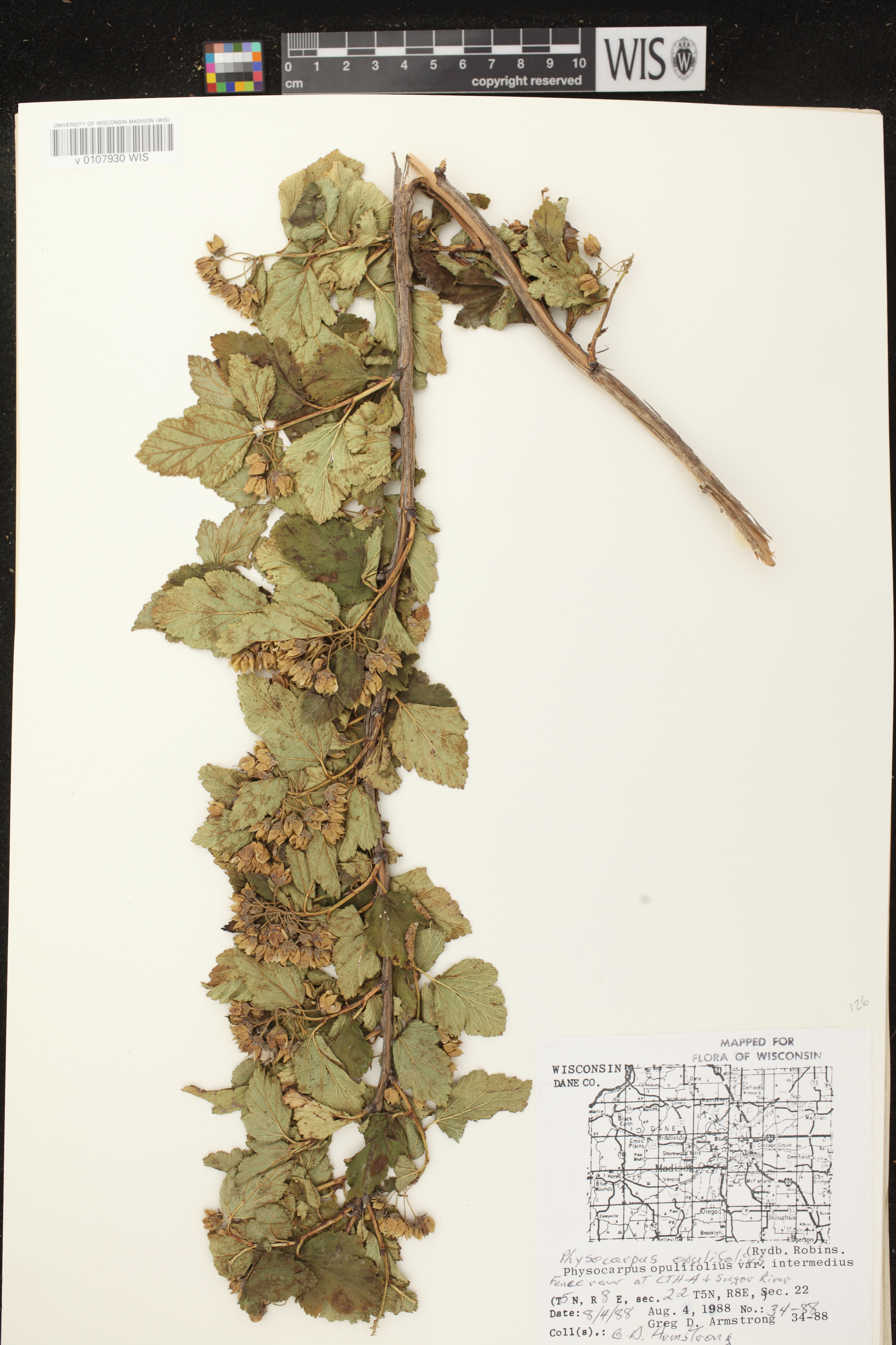 Physocarpus intermedius image