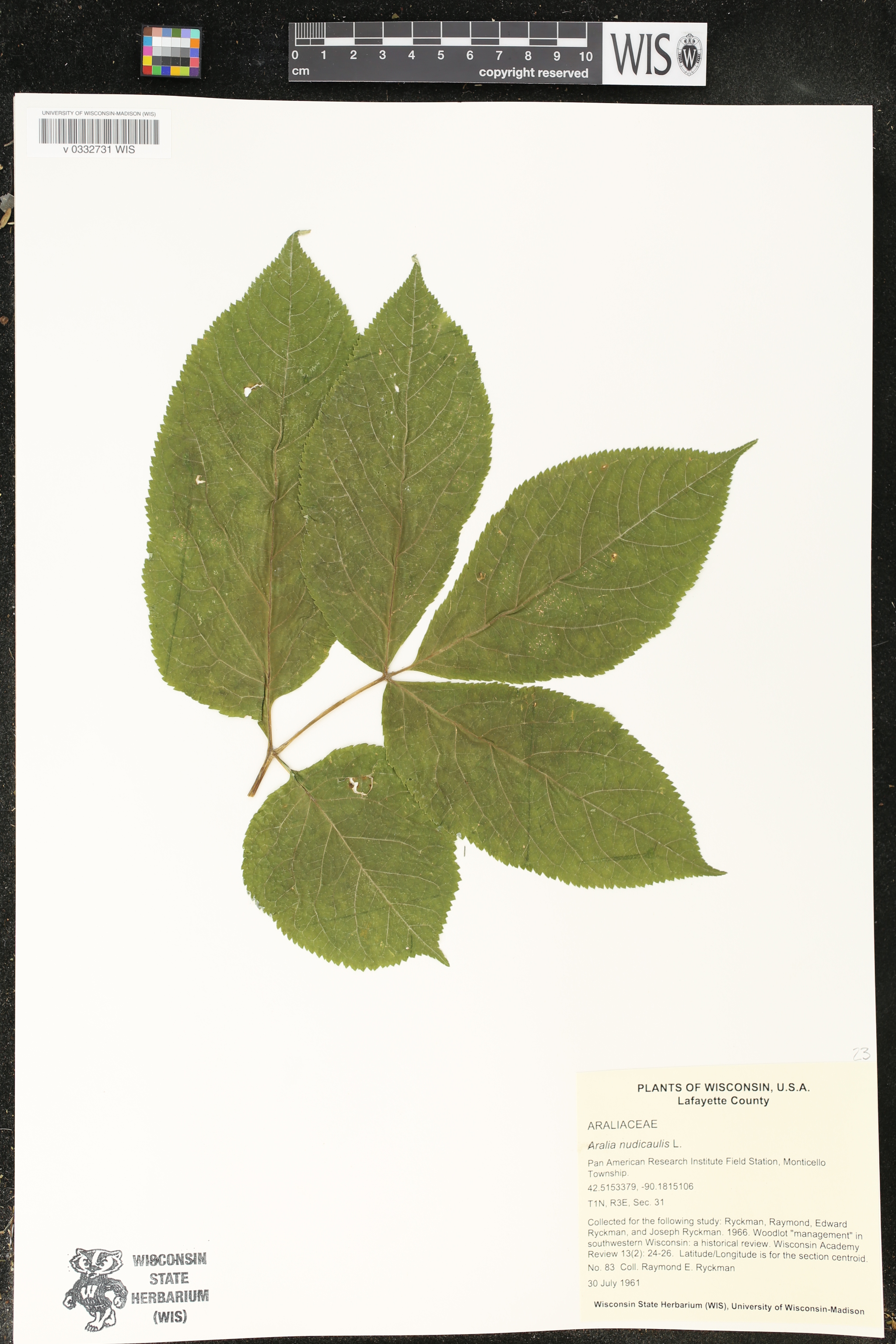 Aralia nudicaulis image