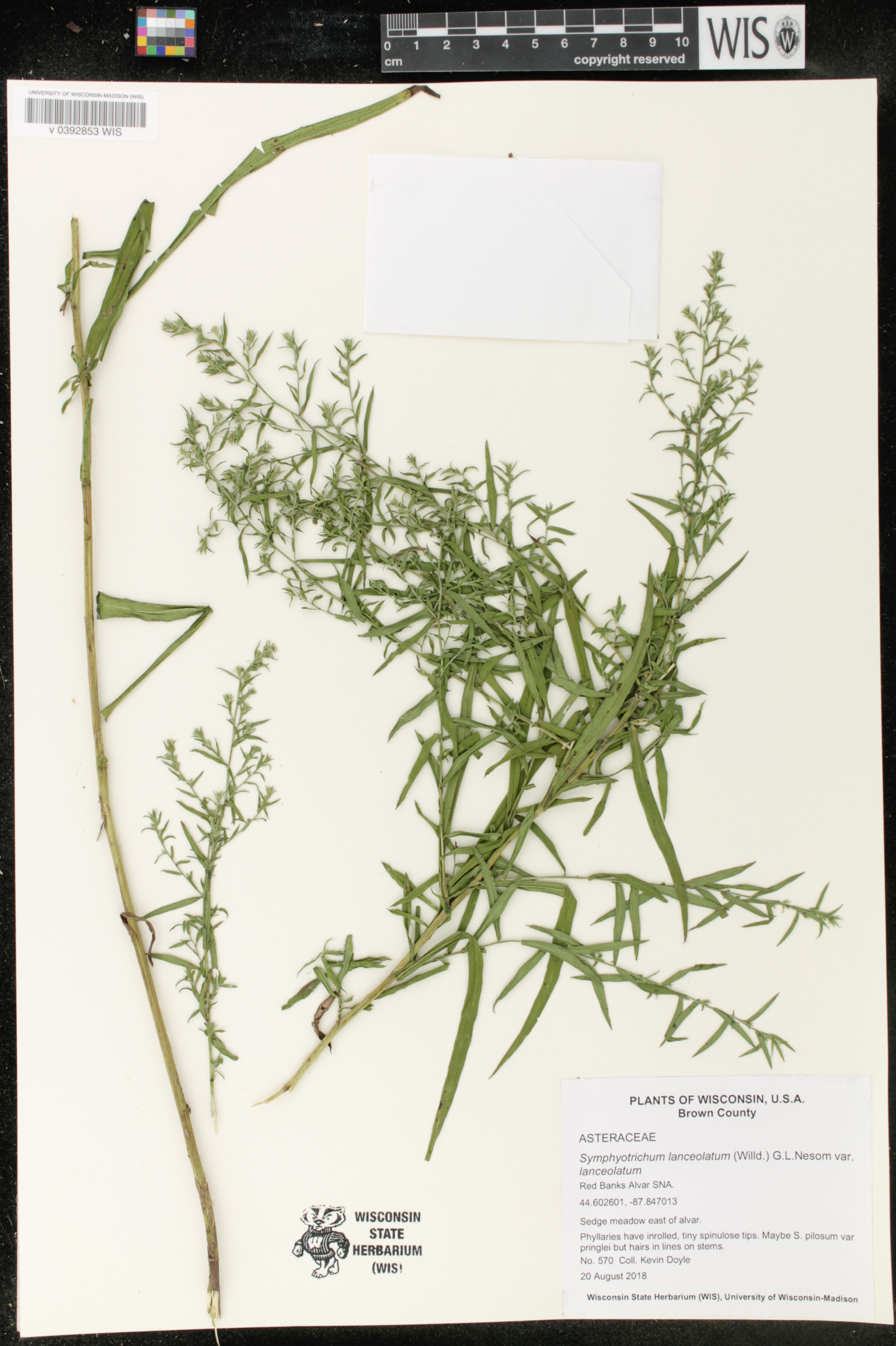 Symphyotrichum lanceolatum image