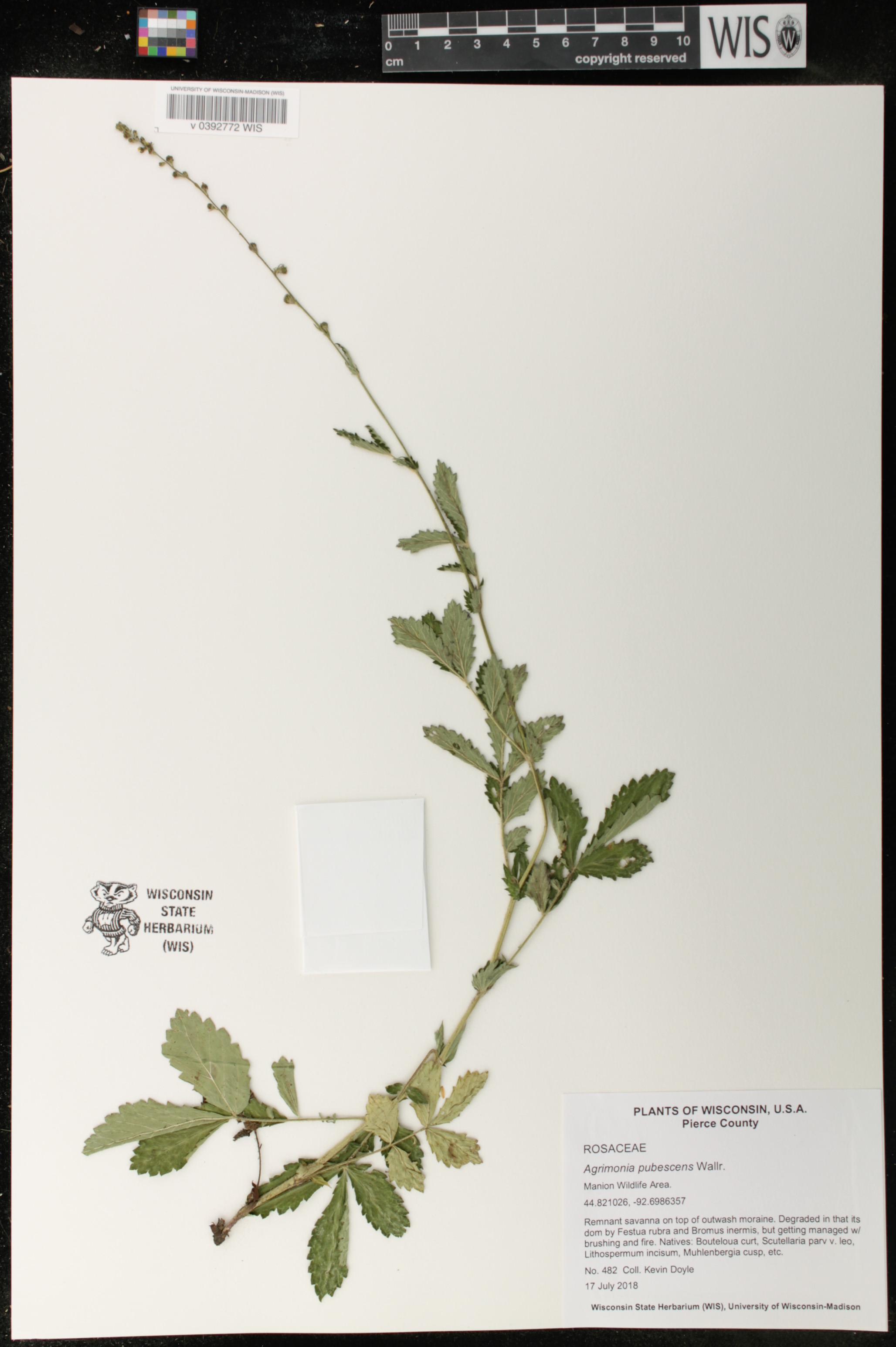 Agrimonia pubescens image