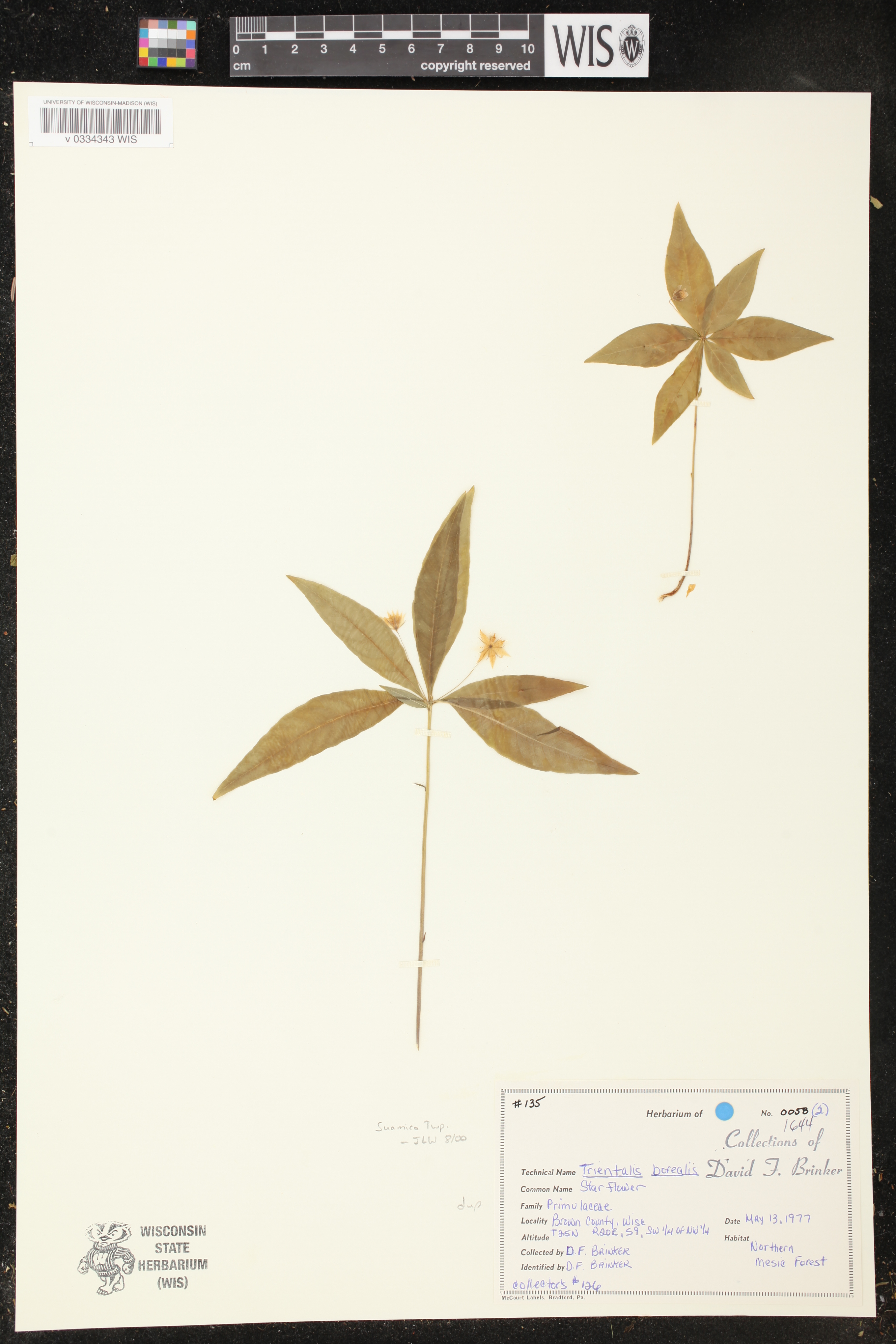 Trientalis borealis image