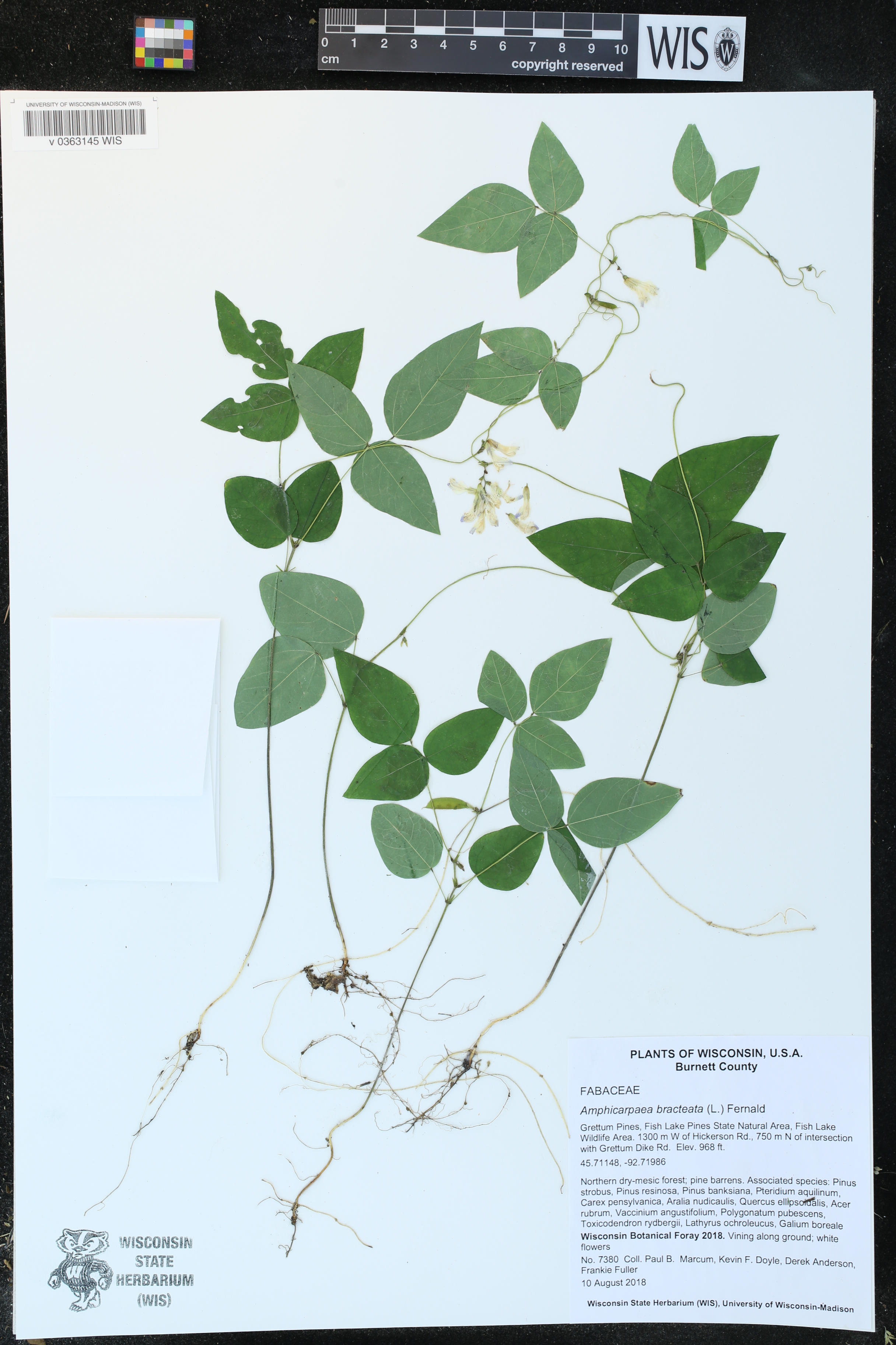 Amphicarpaea bracteata image