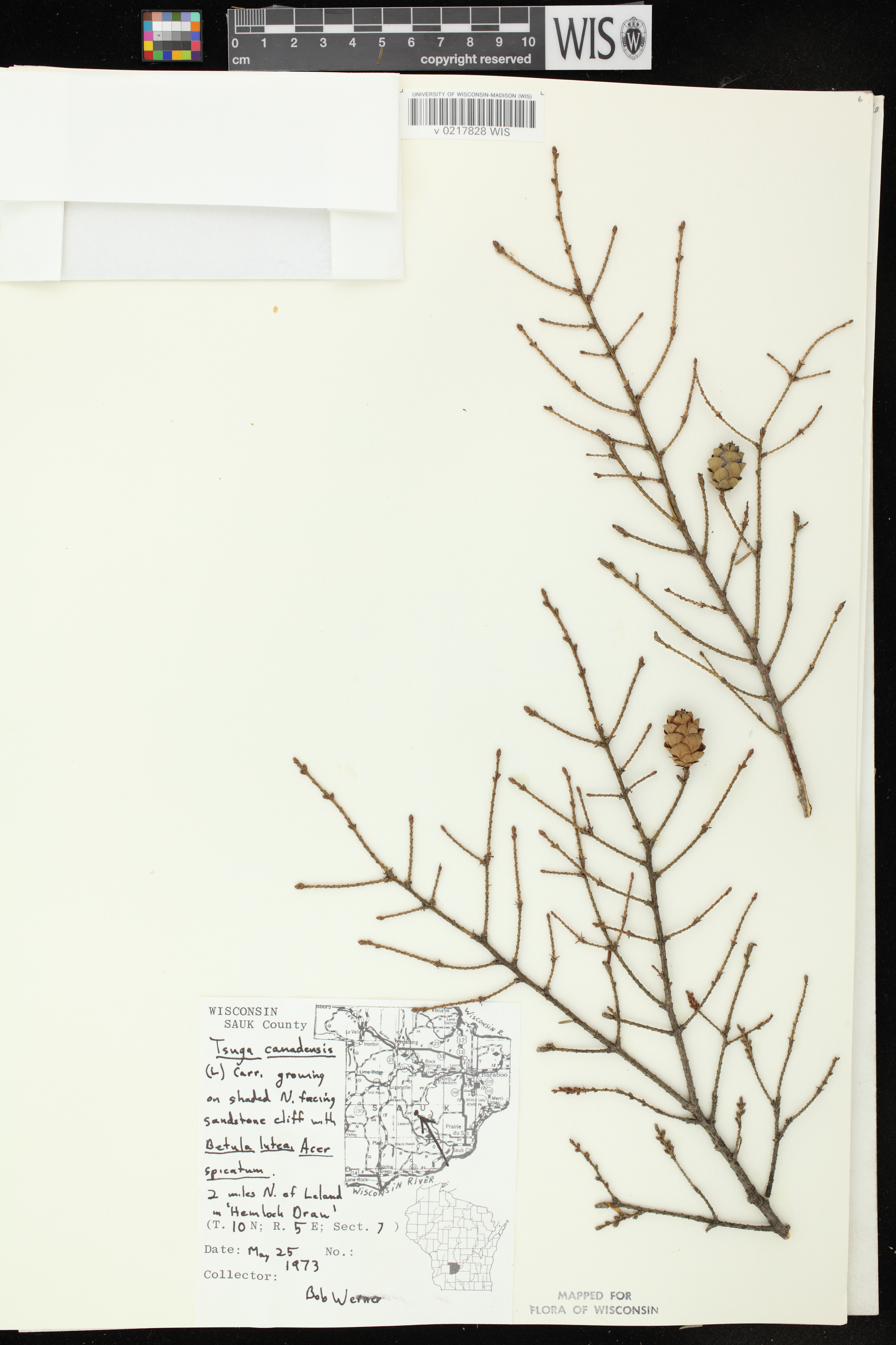 Tsuga canadensis image