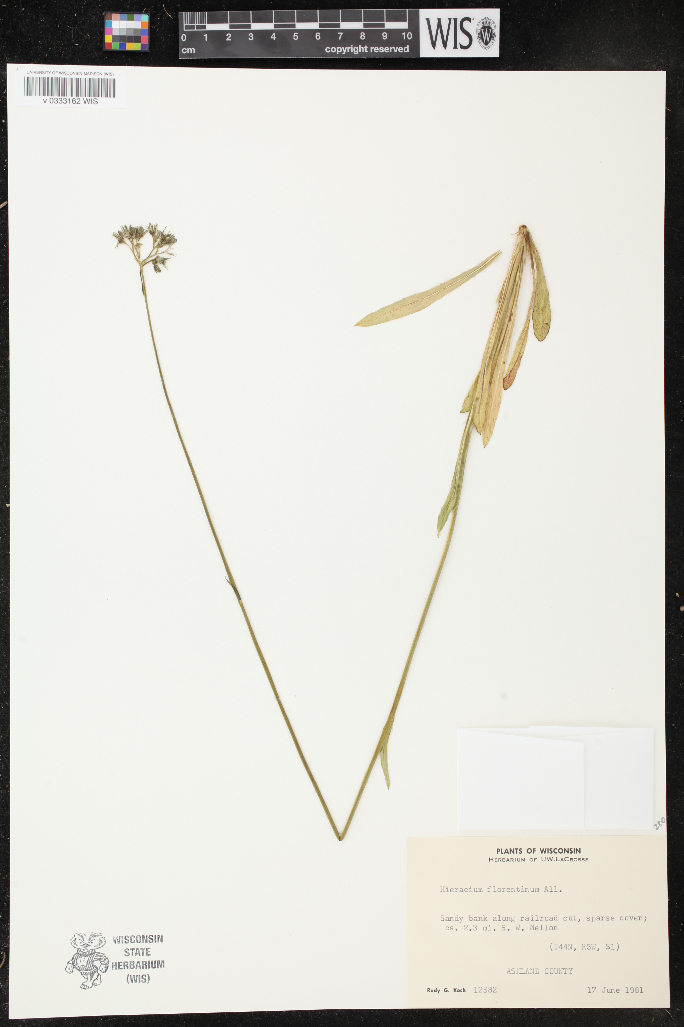Hieracium piloselloides image